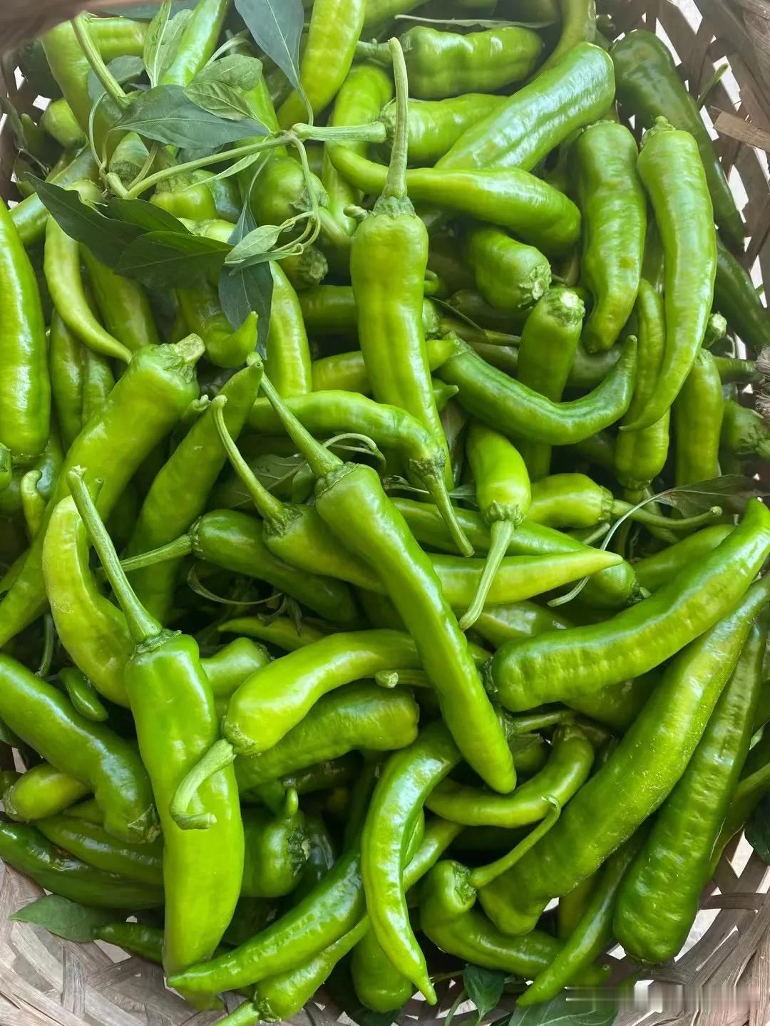 秋辣椒真是香啊
辣中带脆
脆中带香
炒肉片
炒鸡蛋
那是相当可口
假期正式开始了