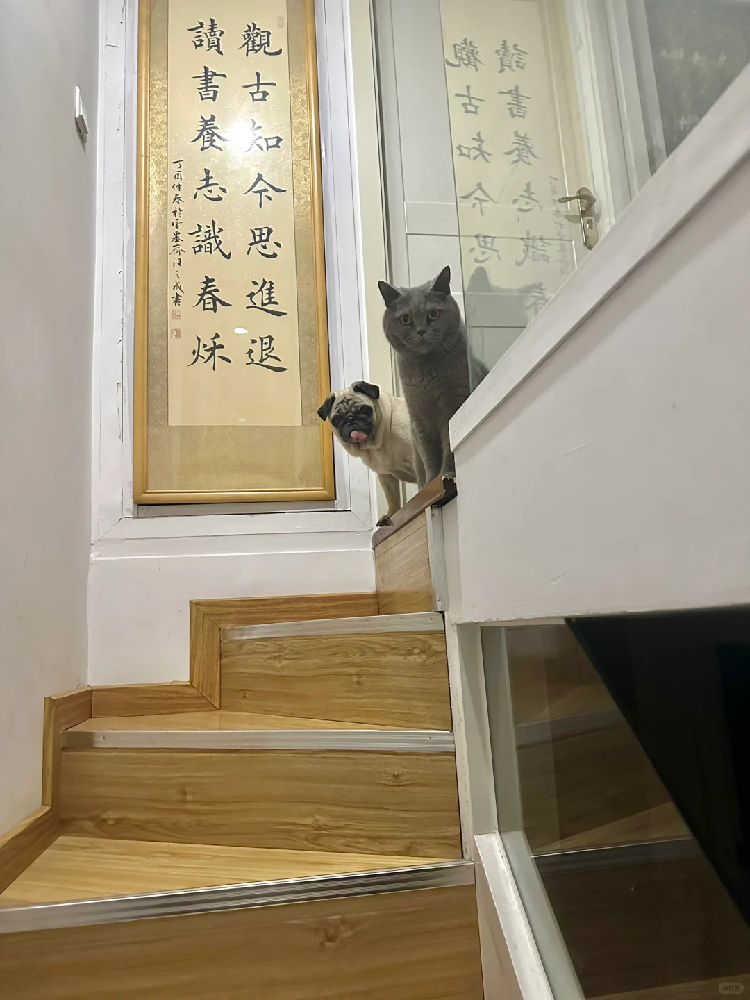 开灯后：英国佬和中国婆在盯我👀