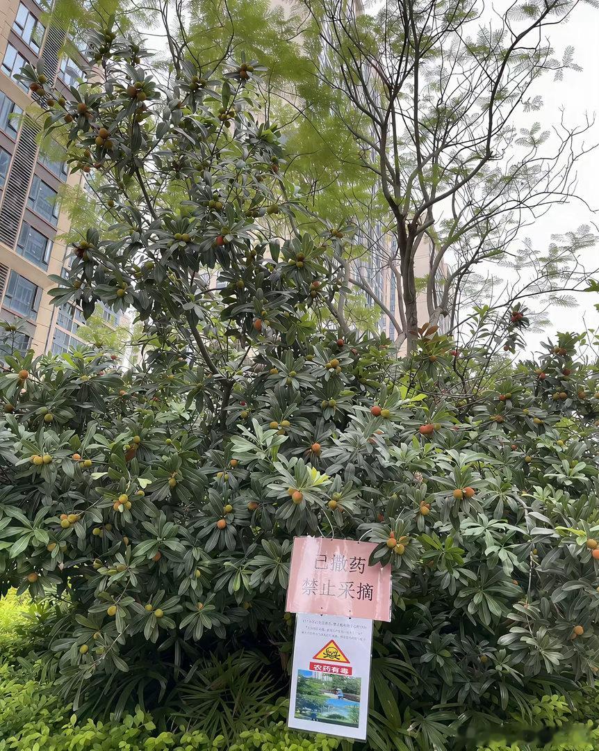 小区楼下居然有杨梅树，已撒药，笑死了 