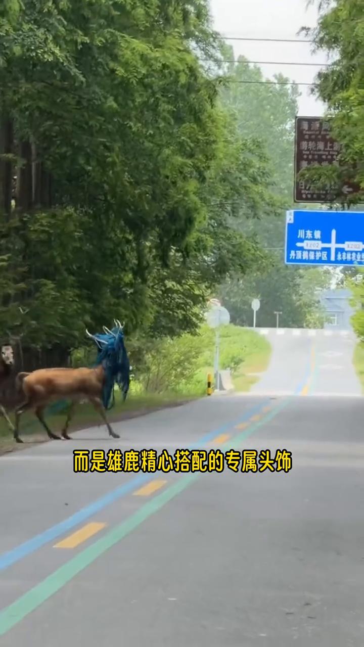 原来动物界也有自己的非主流。刷到这只野生麋鹿，第一眼好可怜，感觉它很难受，了解完