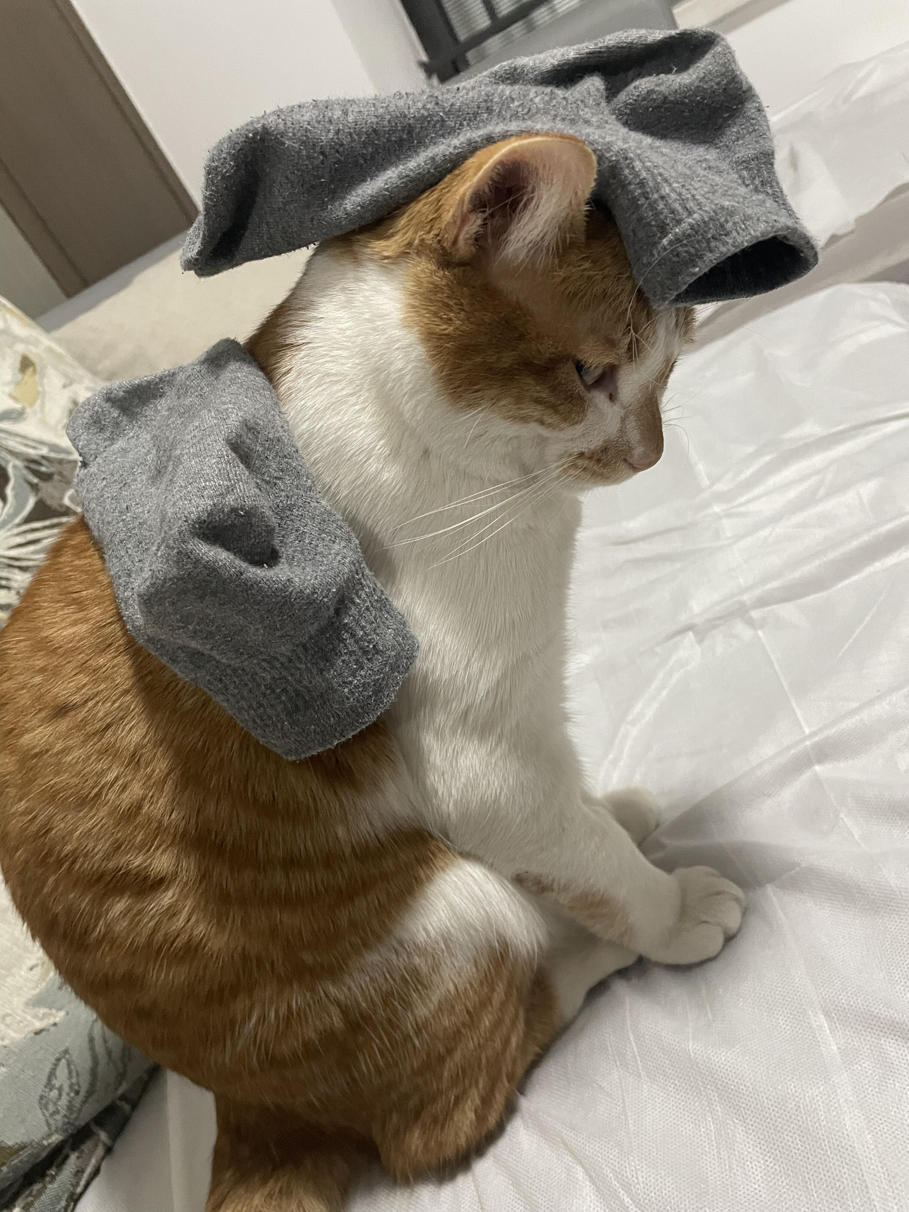 猫：人，这并不好笑 