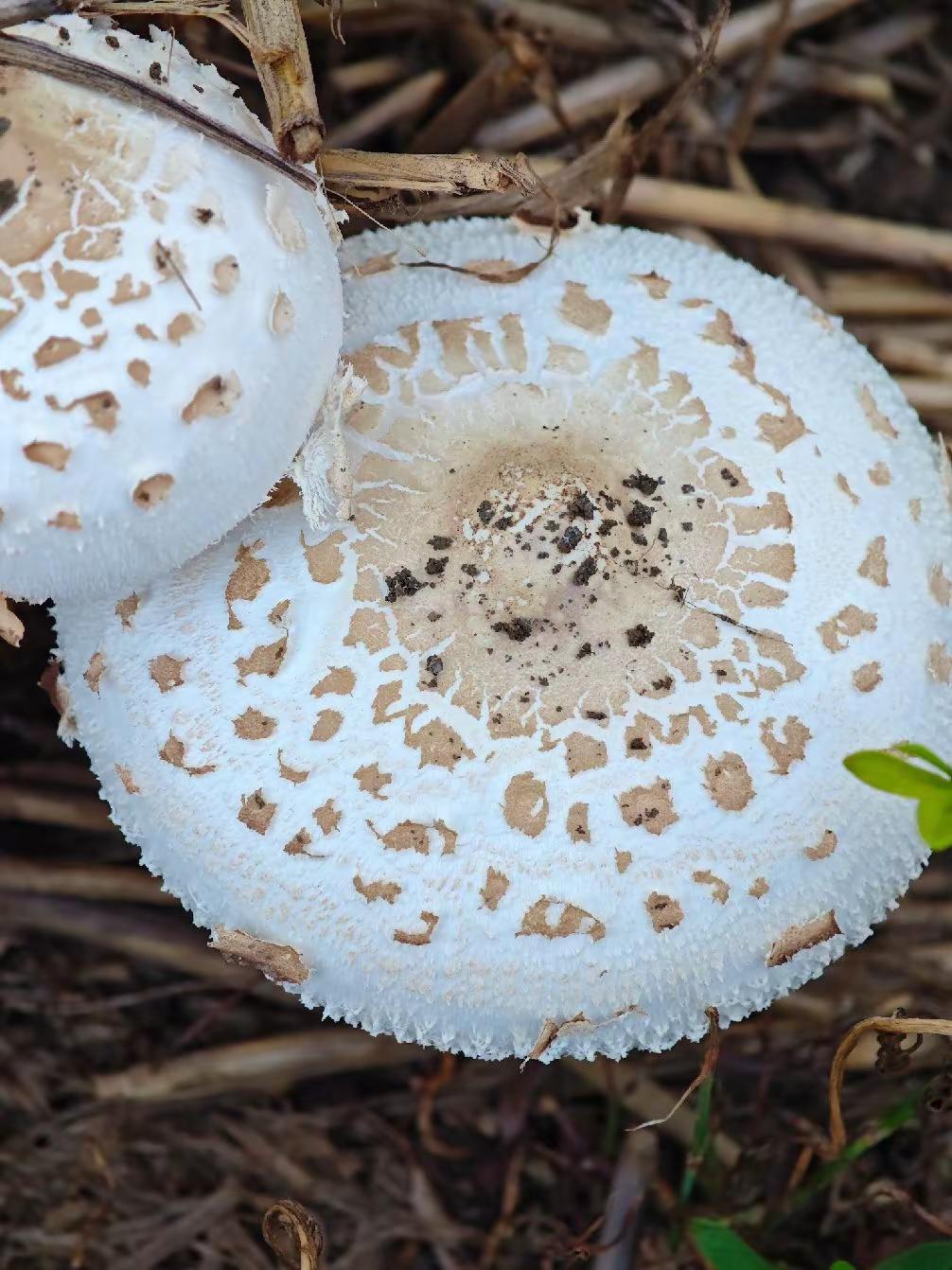 蘑菇🍄能吃吗？