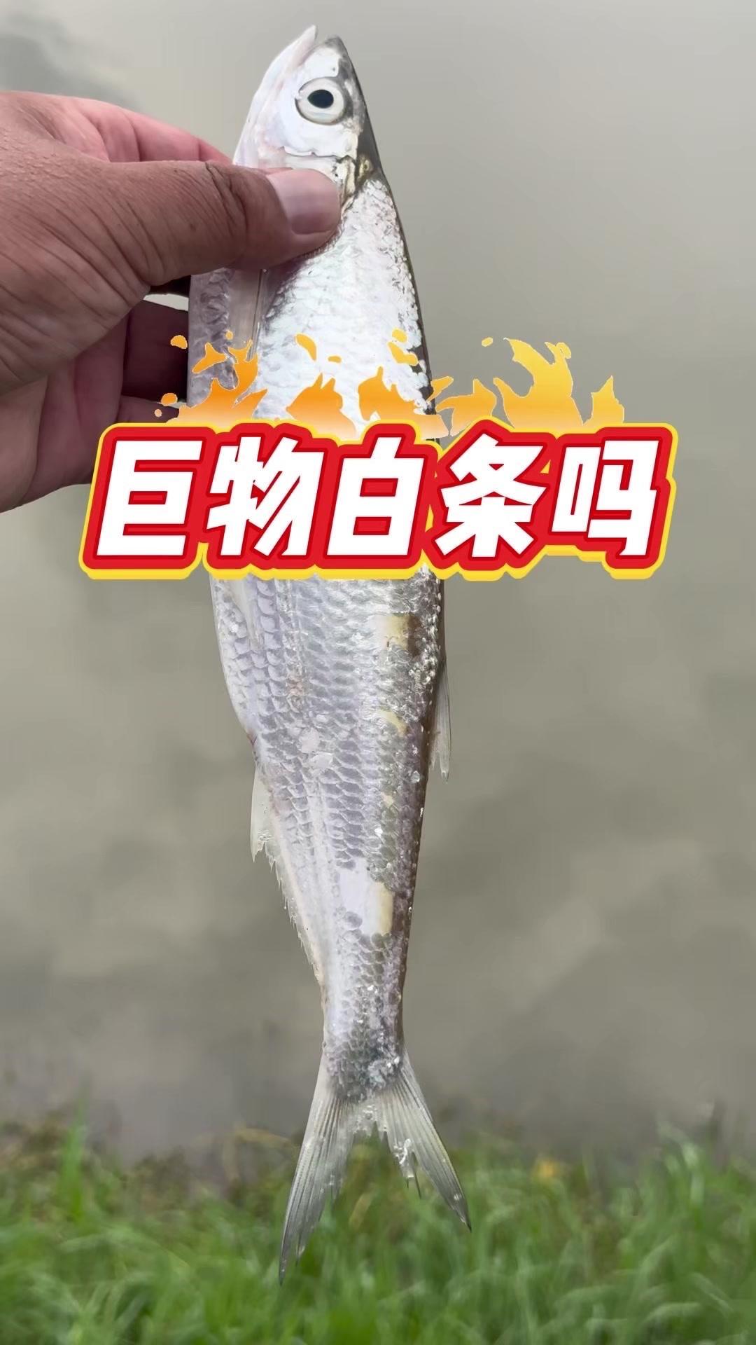 在河边钓鱼总能遇到惊喜，今天收获一条长得像白条又像扁鱼的怪家伙，有没有钓友认识这