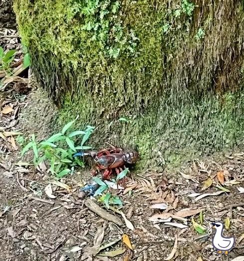 上山挖笋，被一只“小龙虾精”夹了手。
手指肿得像根胡萝卜，又麻又疼。
他第一反应