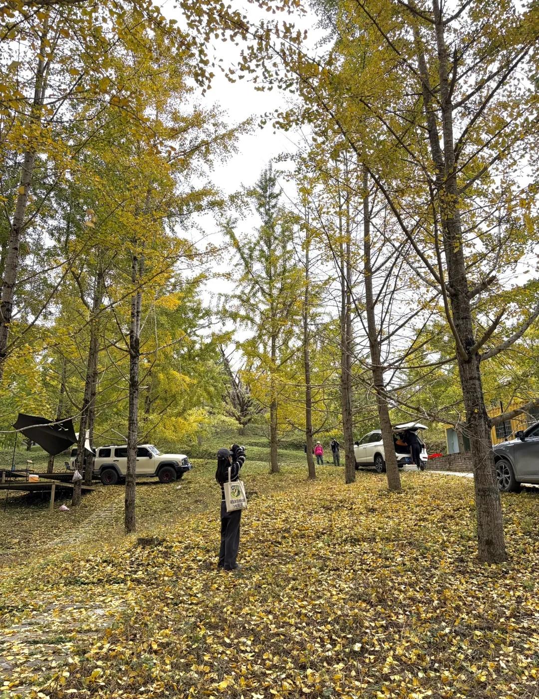 实拍！📷桂林画眉弄银杏林
从东漓古村出发自驾到画眉弄村🚗，车程1个多小时。因