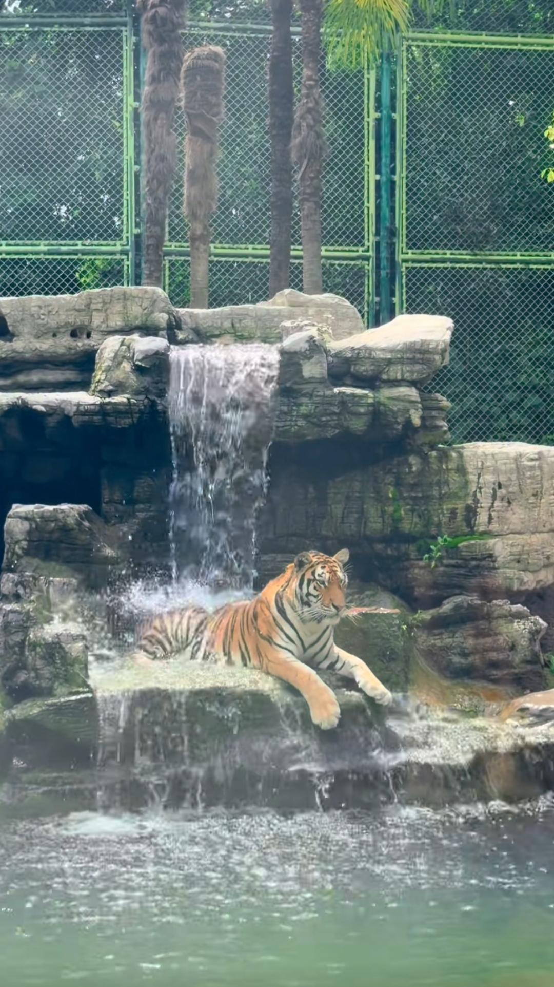一只老虎在假山瀑布边休息。天太热了，我们什么时候能过上老虎🐯的生活？太凉爽了。