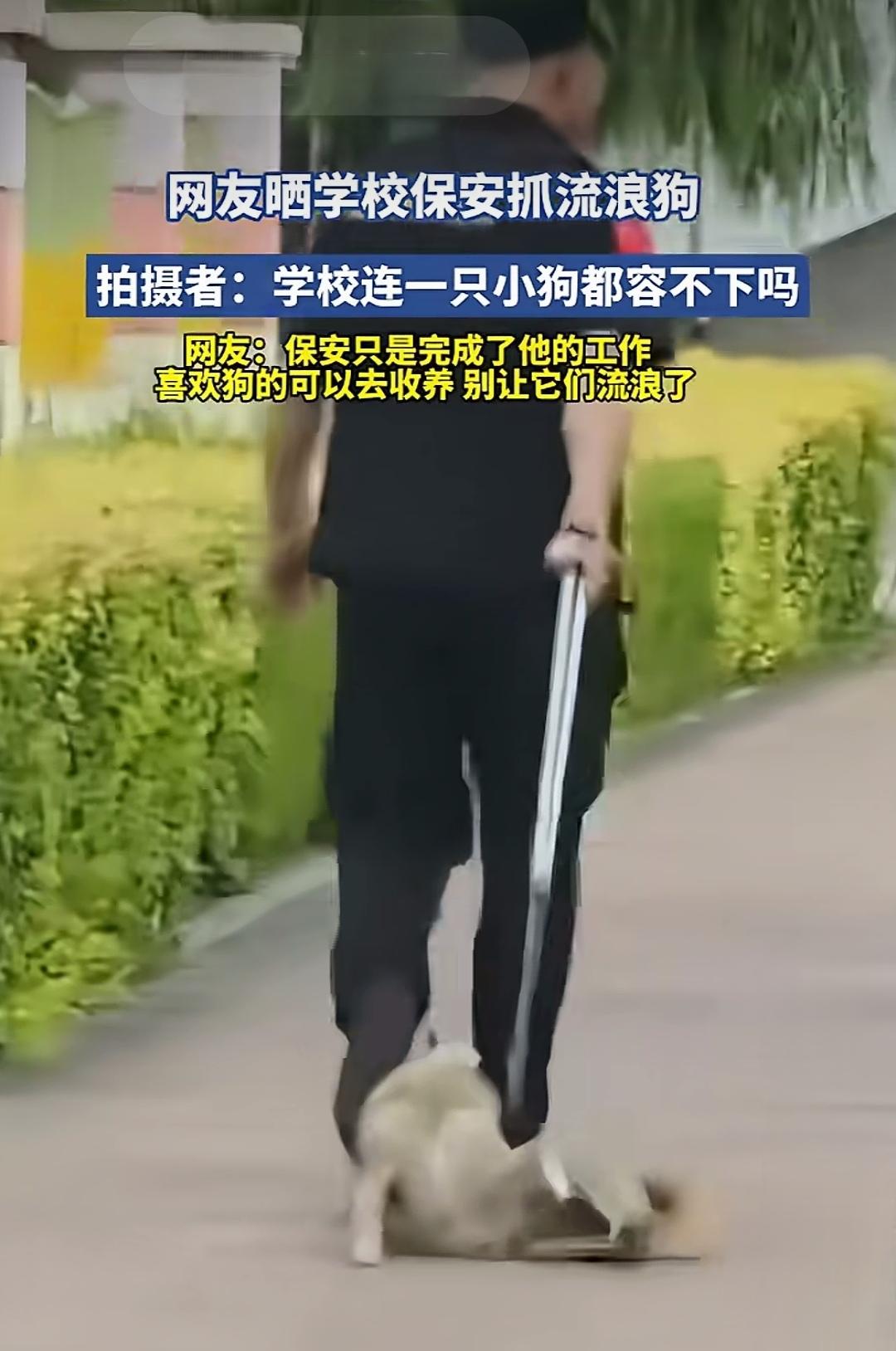 哪儿来的流浪狗？
以遗弃罪与危害公共安全罪二罪并罚，方能从根源上解决问题！
违法