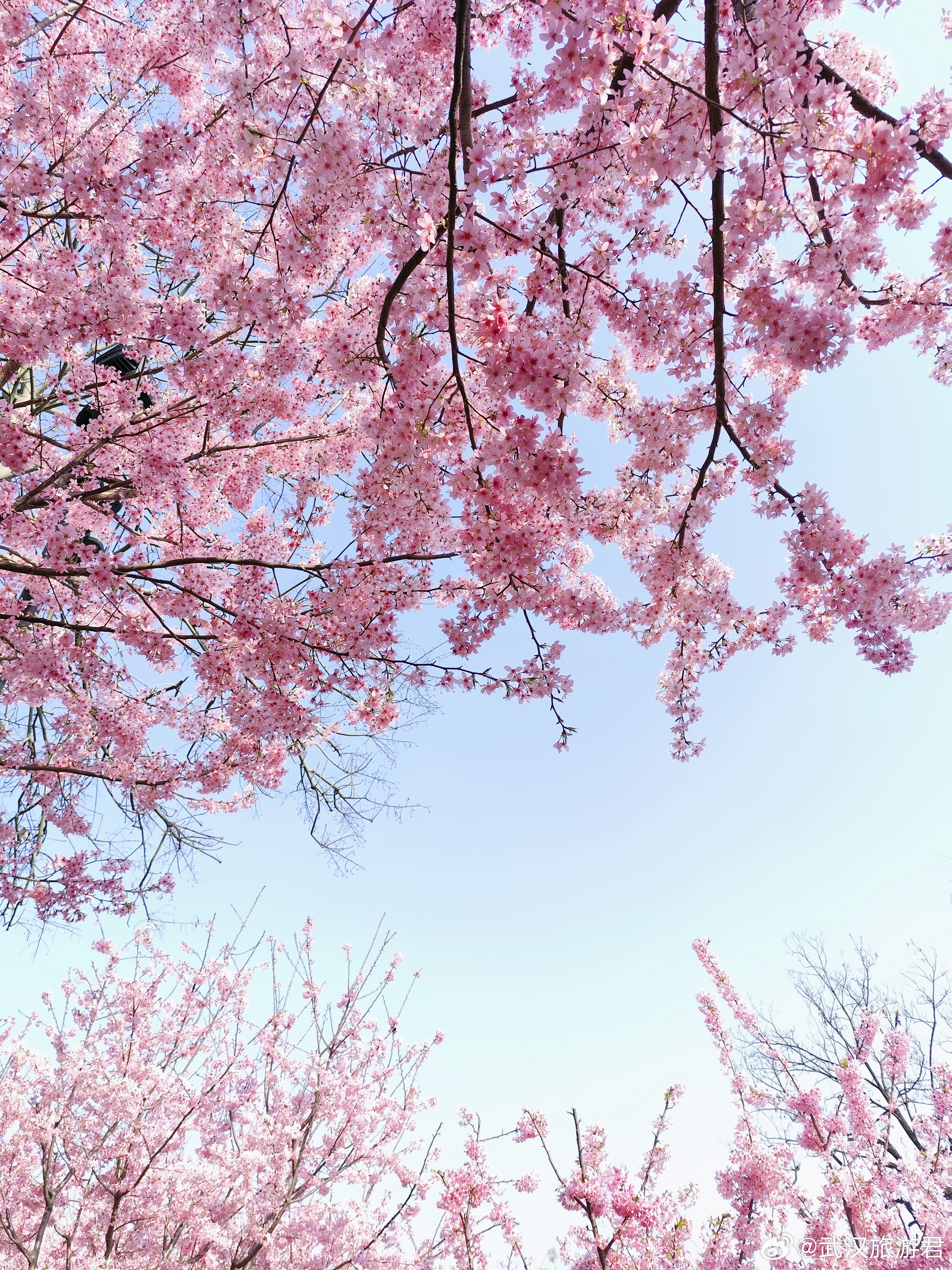 武汉旅游攻略此刻的龟山公园樱花，美得不像话❗️最新实拍❗️武汉龟山公园的樱花🌸