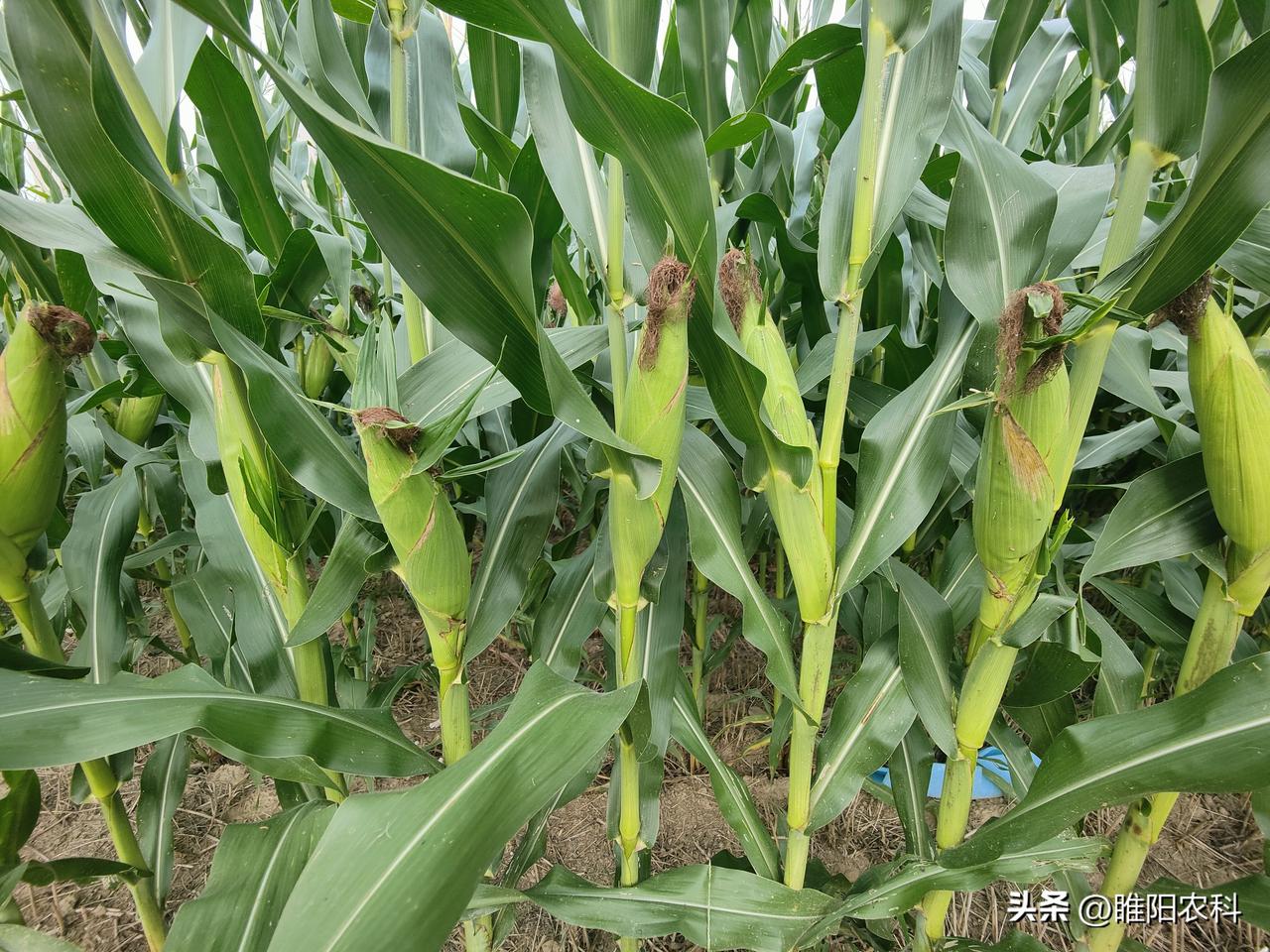 玉米进入灌浆期后，籽粒灌浆加快，对水肥的需求量大增，如果水肥供应不足，部分籽粒就