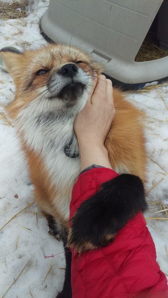 狐狸[超话] 毛茸茸的 ​​​
