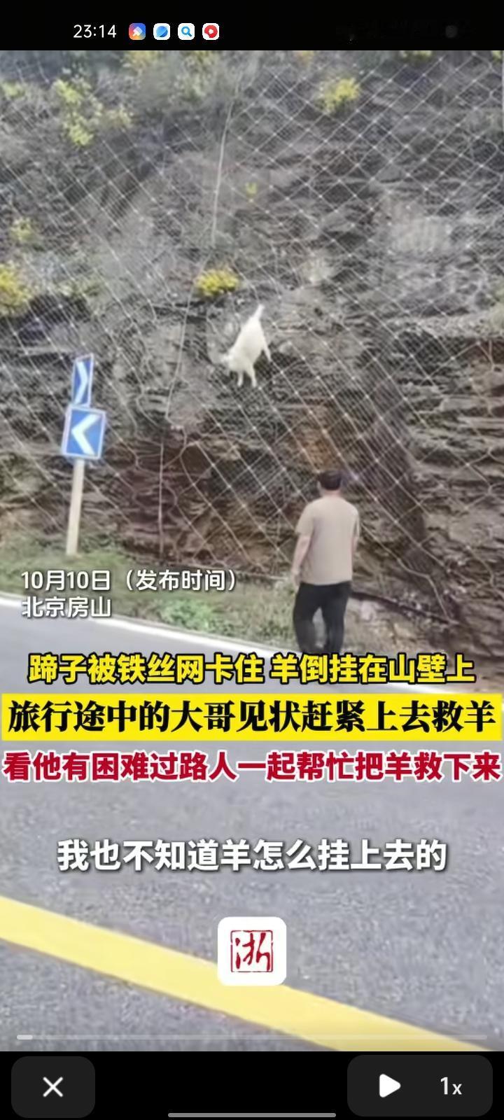 10月8日，北京。蹄子被铁丝网卡住，羊倒挂在山壁上，男子旅行途中看到后就爬铁丝网