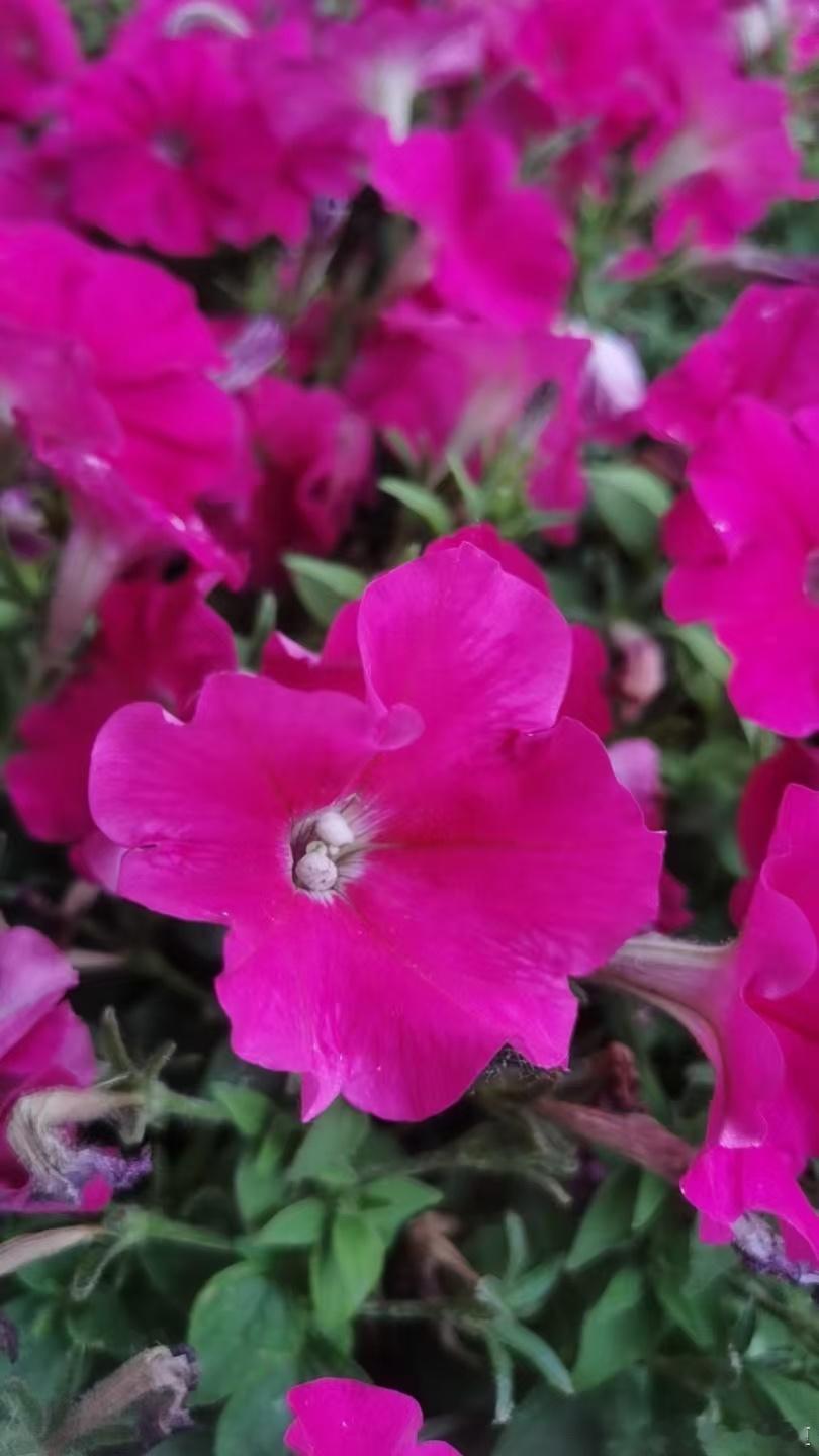 牵牛花不争春色，独守夏日温柔～寻美河南