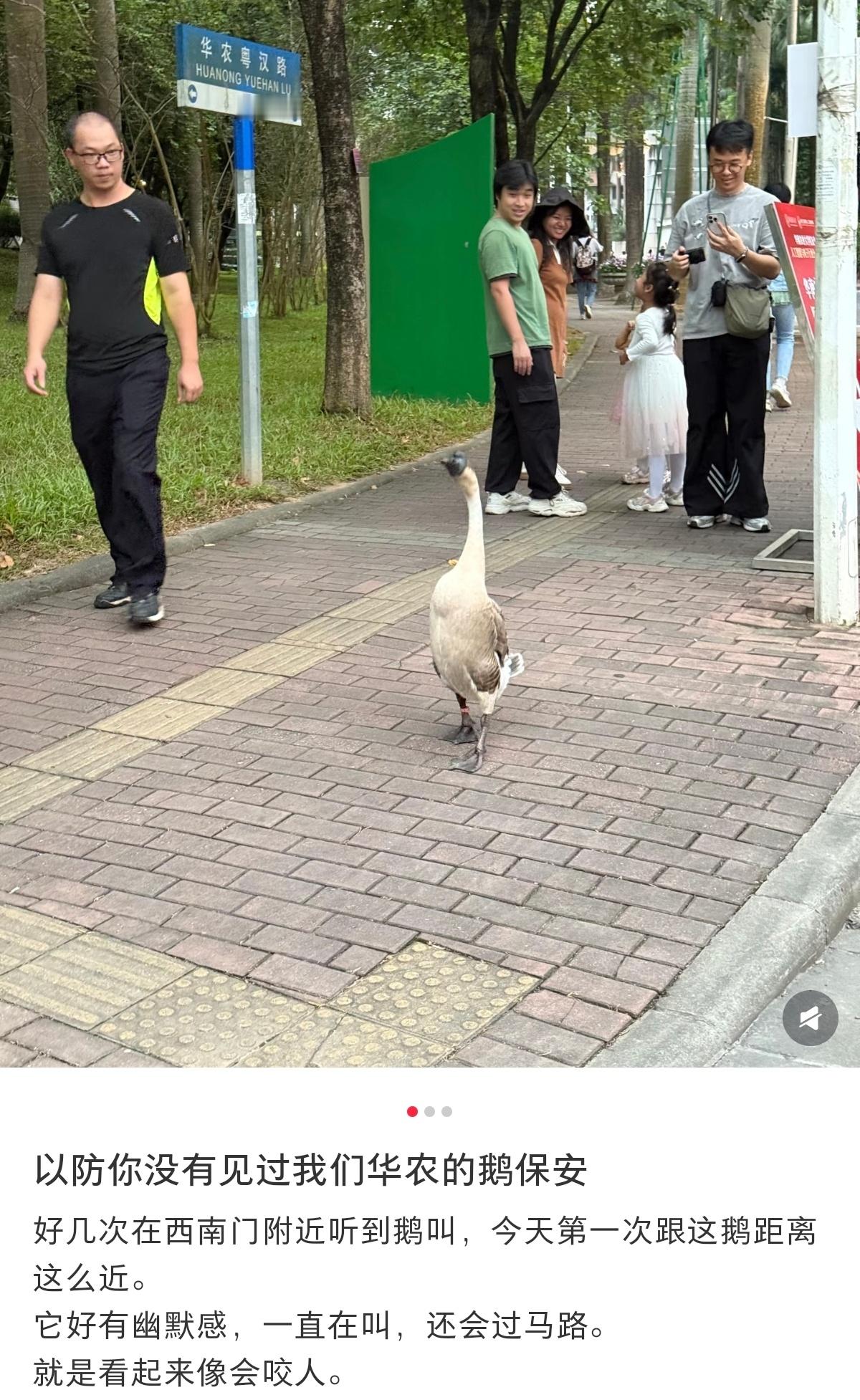 华农保安咬人啦