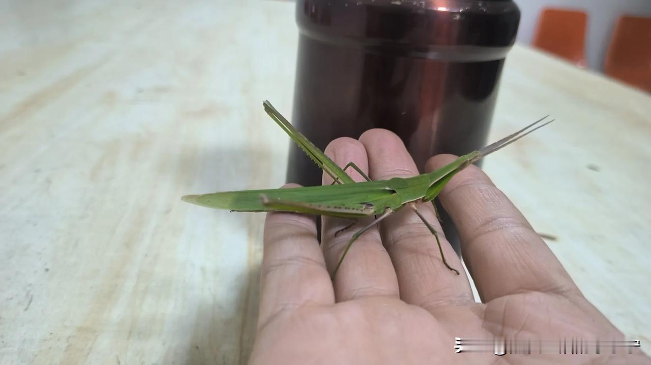 城市里已经很难看到它了，记得小时候草坑子里面多的是，我们这儿叫它：大扁了沟
  