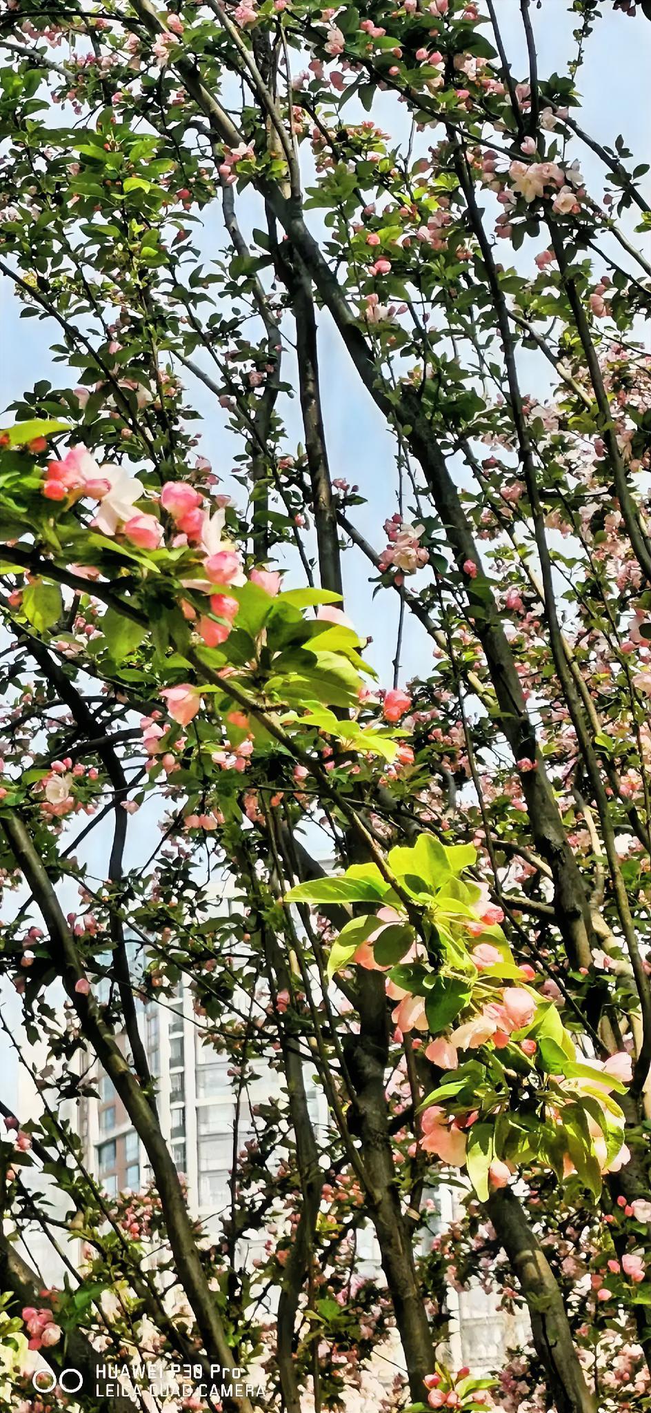 把今天写的长篇小说其中一段发出来，完成作业。

刘二娃怯怯地问了一句：“双喜，你