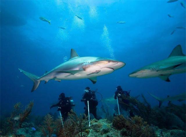 1996年，一名女潜水员帮一条鲨鱼取下了挂在牙齿上的大鱼钩。令人惊奇的是，没过多