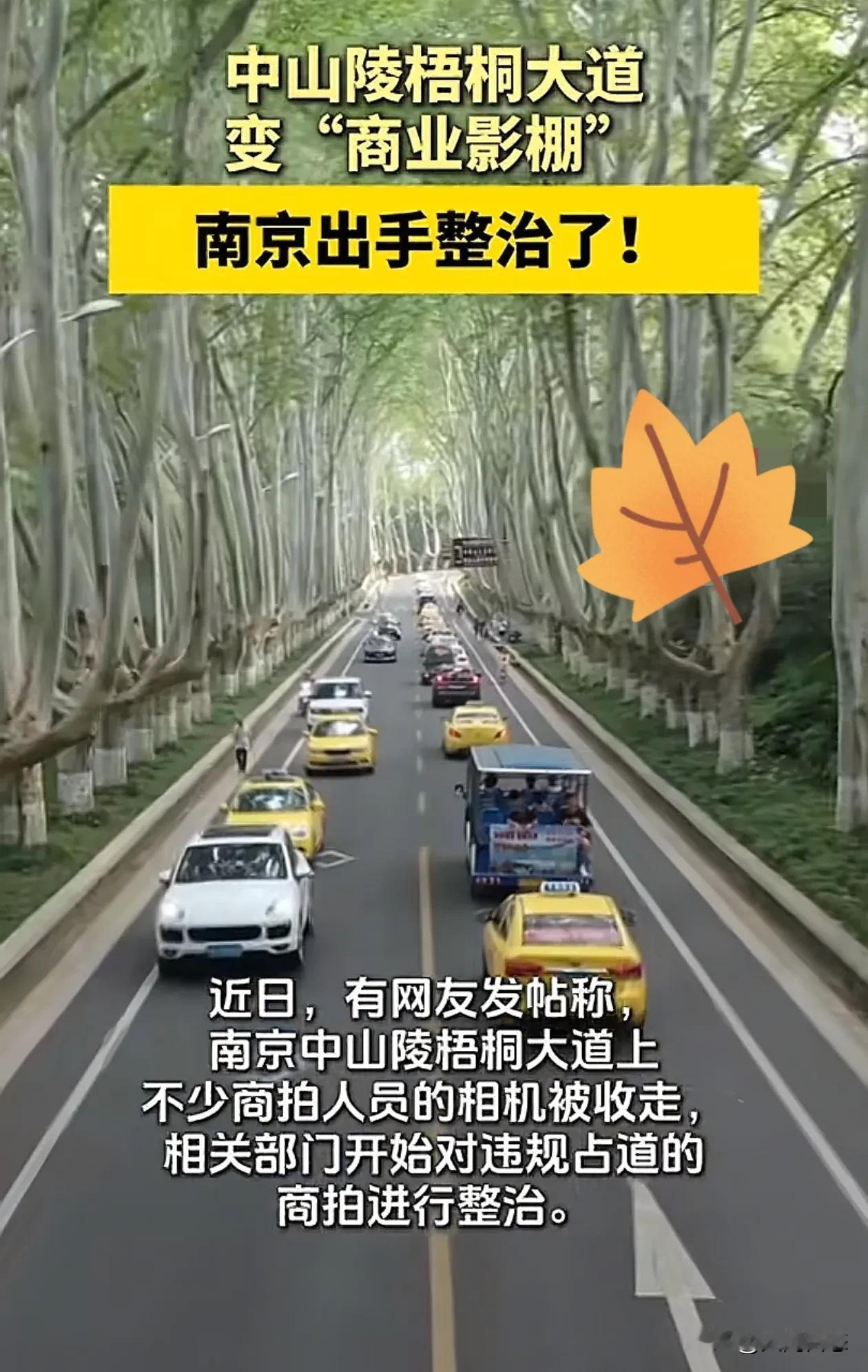 南京终于整治梧桐大道的违规占道商拍人员了
梧桐大道本来是一幅很美的画，也是一个适