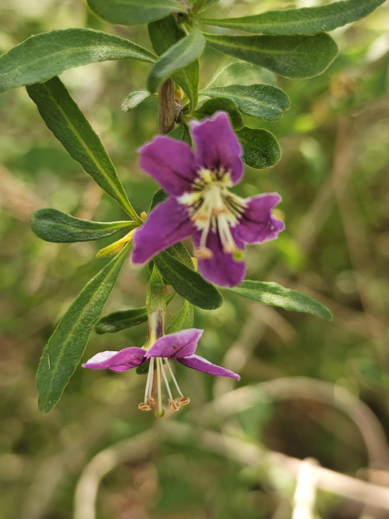 即使再小的花朵也能绽放无限的魅力。在栅栏的旁边突然发现了一朵小花，紫色的，拉近摄