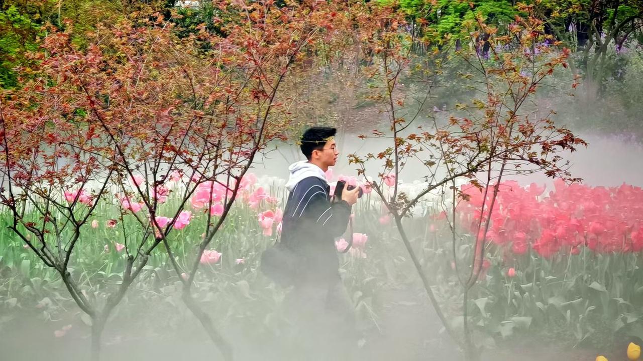 雾漫花田，春入画来。镜头追着春光，把满庭郁金香的温柔，都定格成了人间好时节。