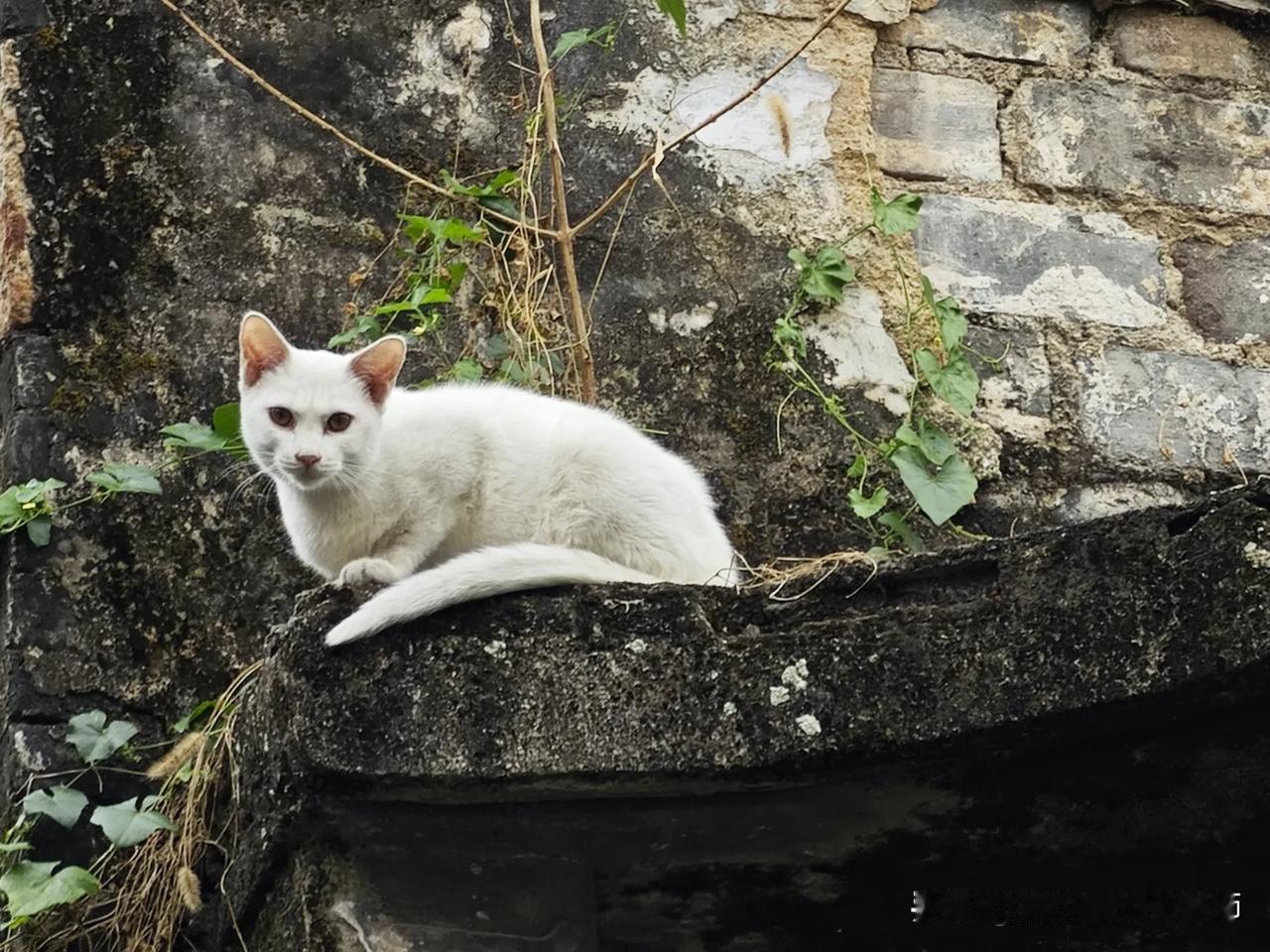 相册里最近一张小猫的照片中山古宅里的猫