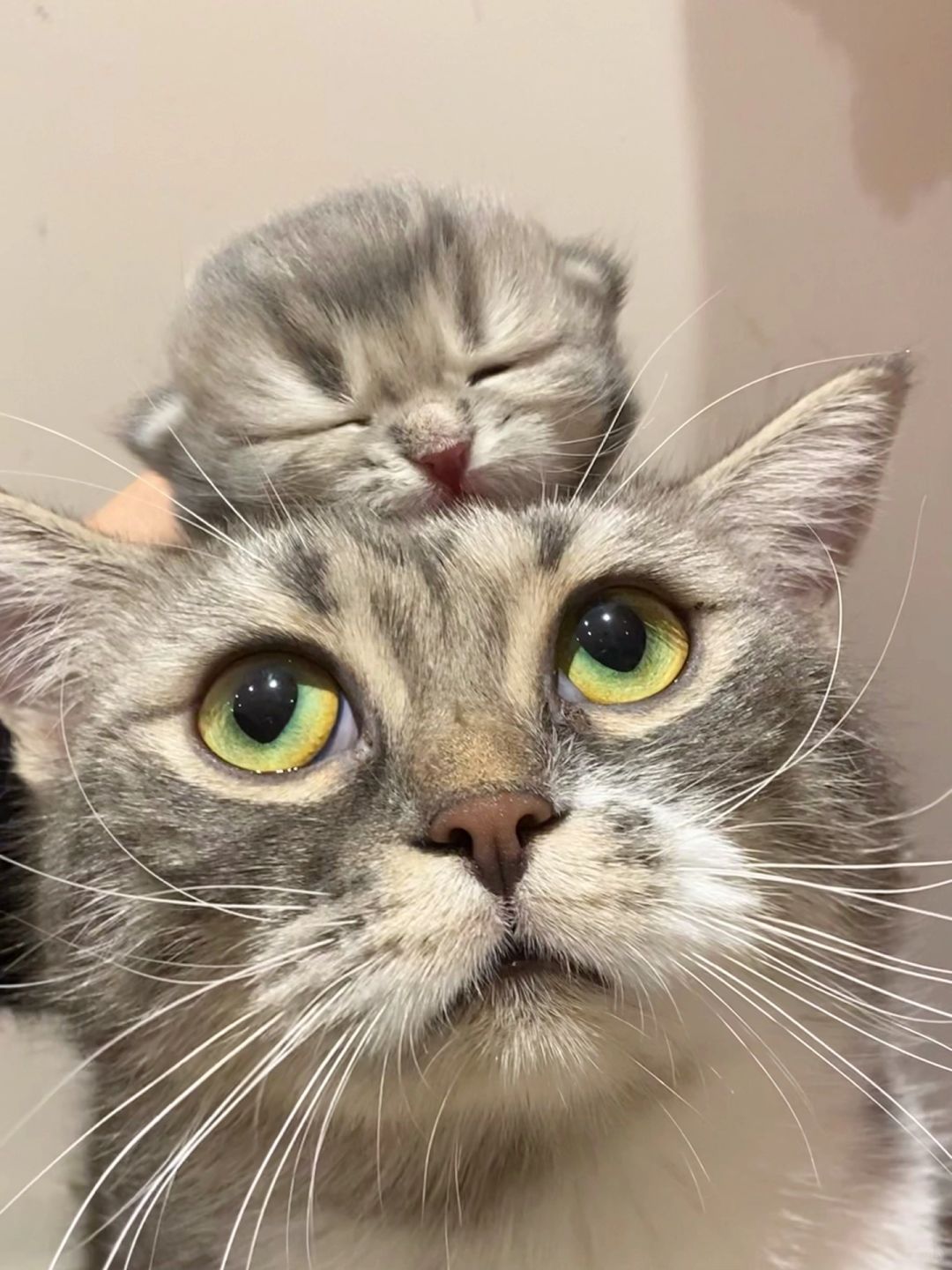 叠猫猫头咯