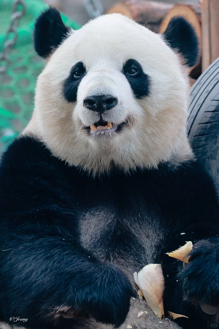 萌玉吃笋&吃窝头的表情🐼你尝尝…爱吃你吃去