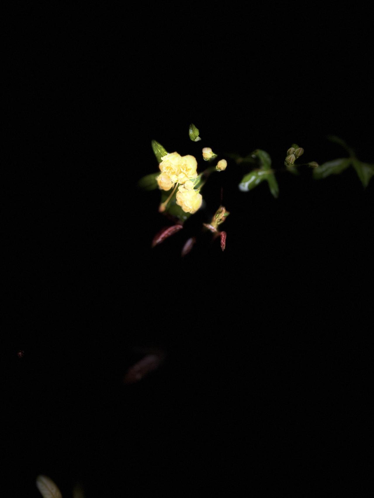 雨夜，与一朵花相遇