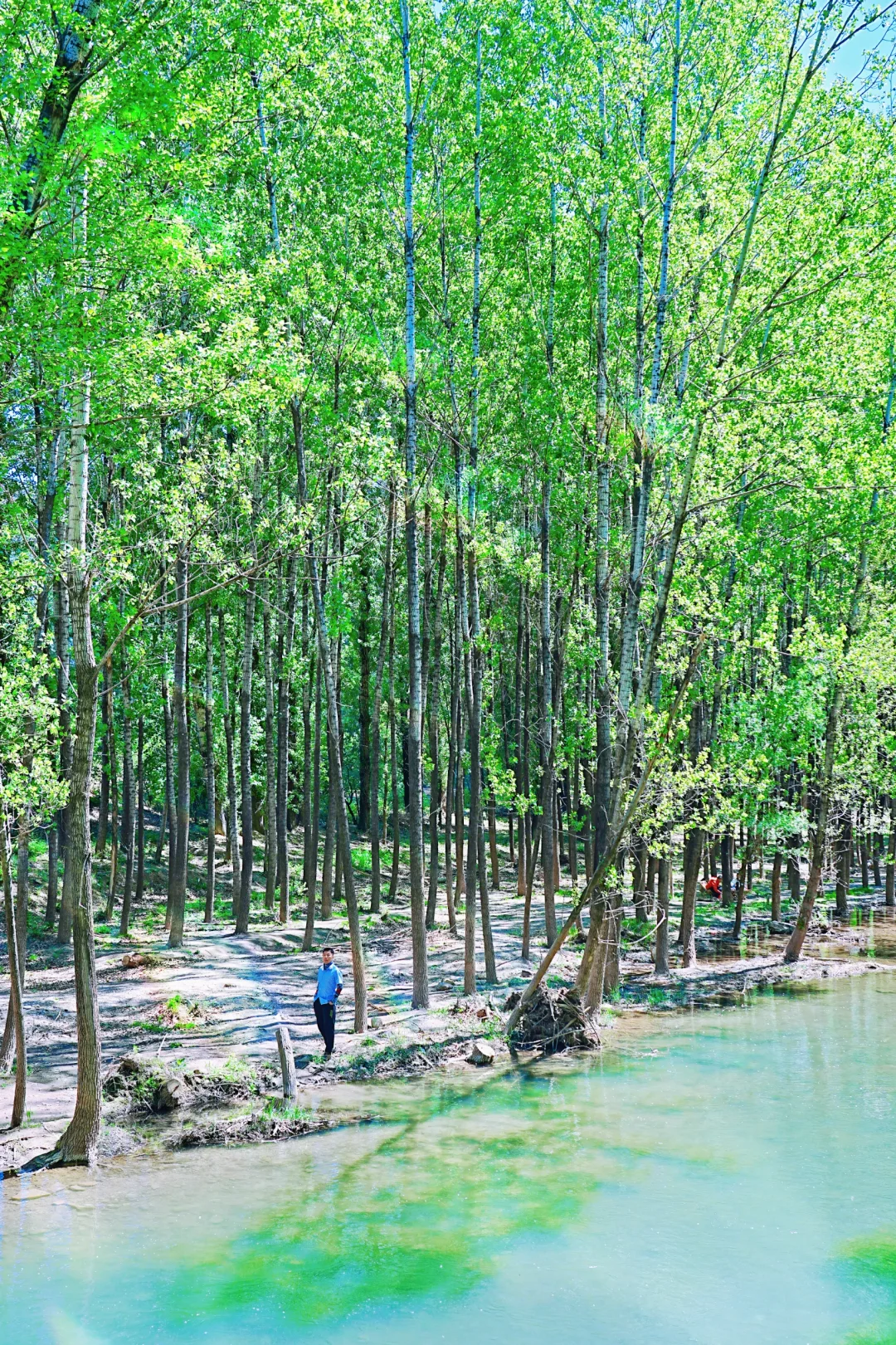 在京郊！新发现了0元🉑露营的秘密小森林
