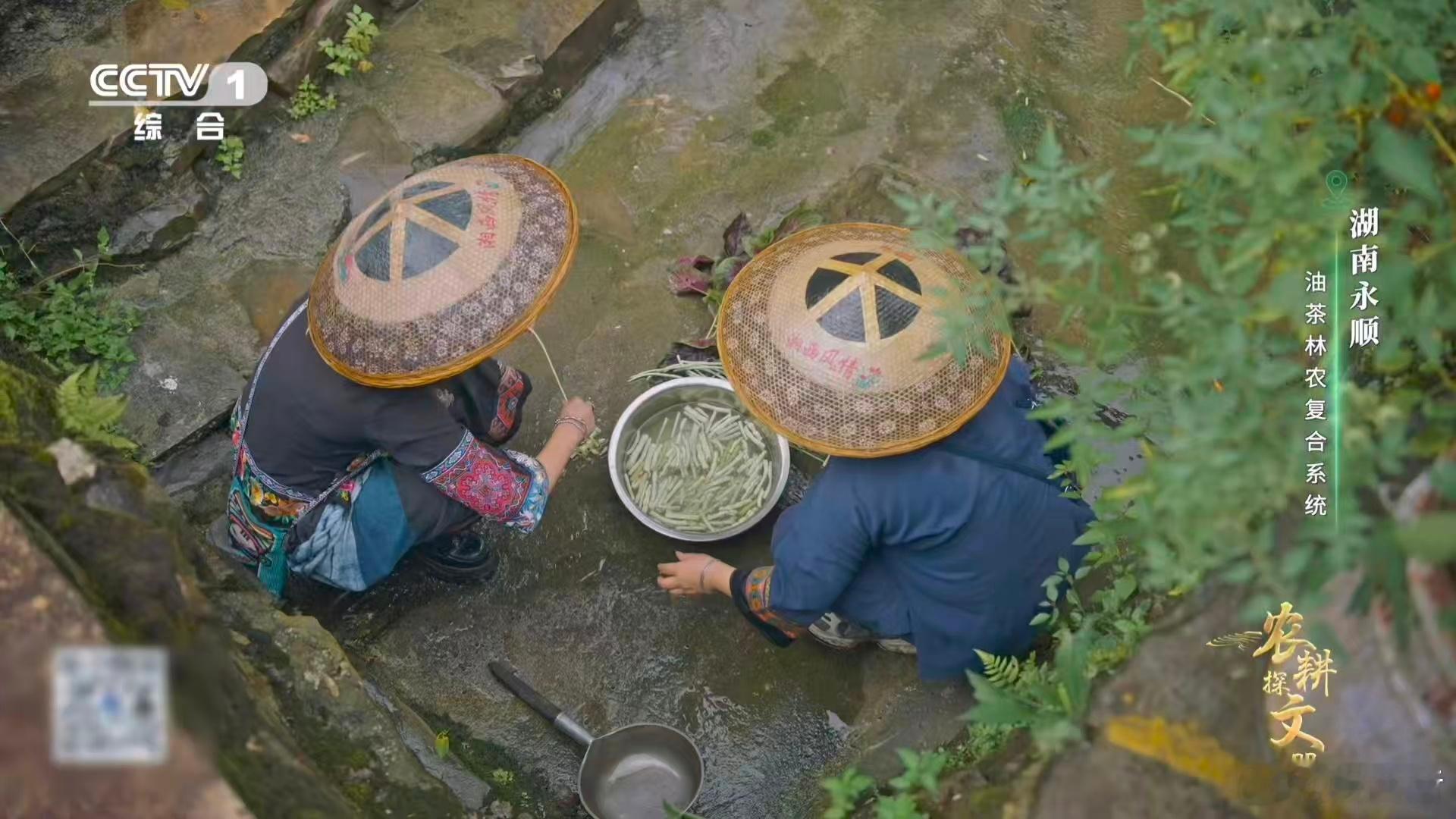 植物界有自己的全能选手油茶榨干成了洗头神器 被湖南油茶狠狠惊艳到！既能化身餐桌美