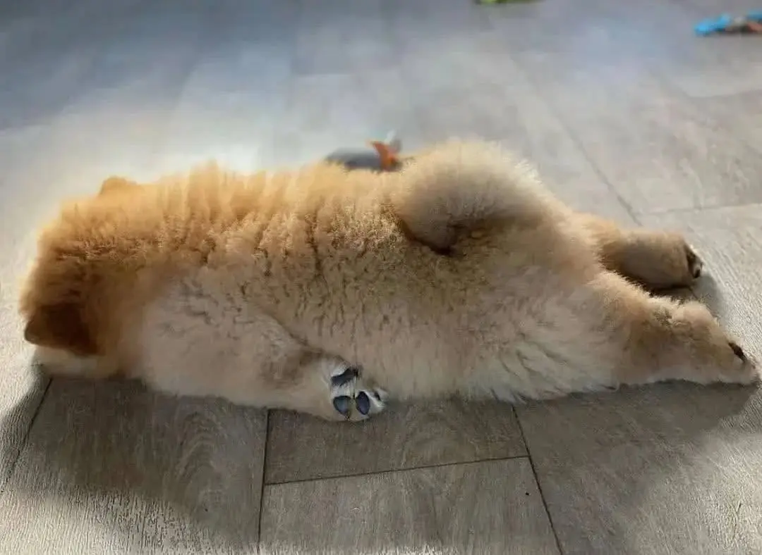 柴犬的迷惑行为大赏 柴犬搞笑视频 柴犬表情包 宠物洗澡 柴犬
