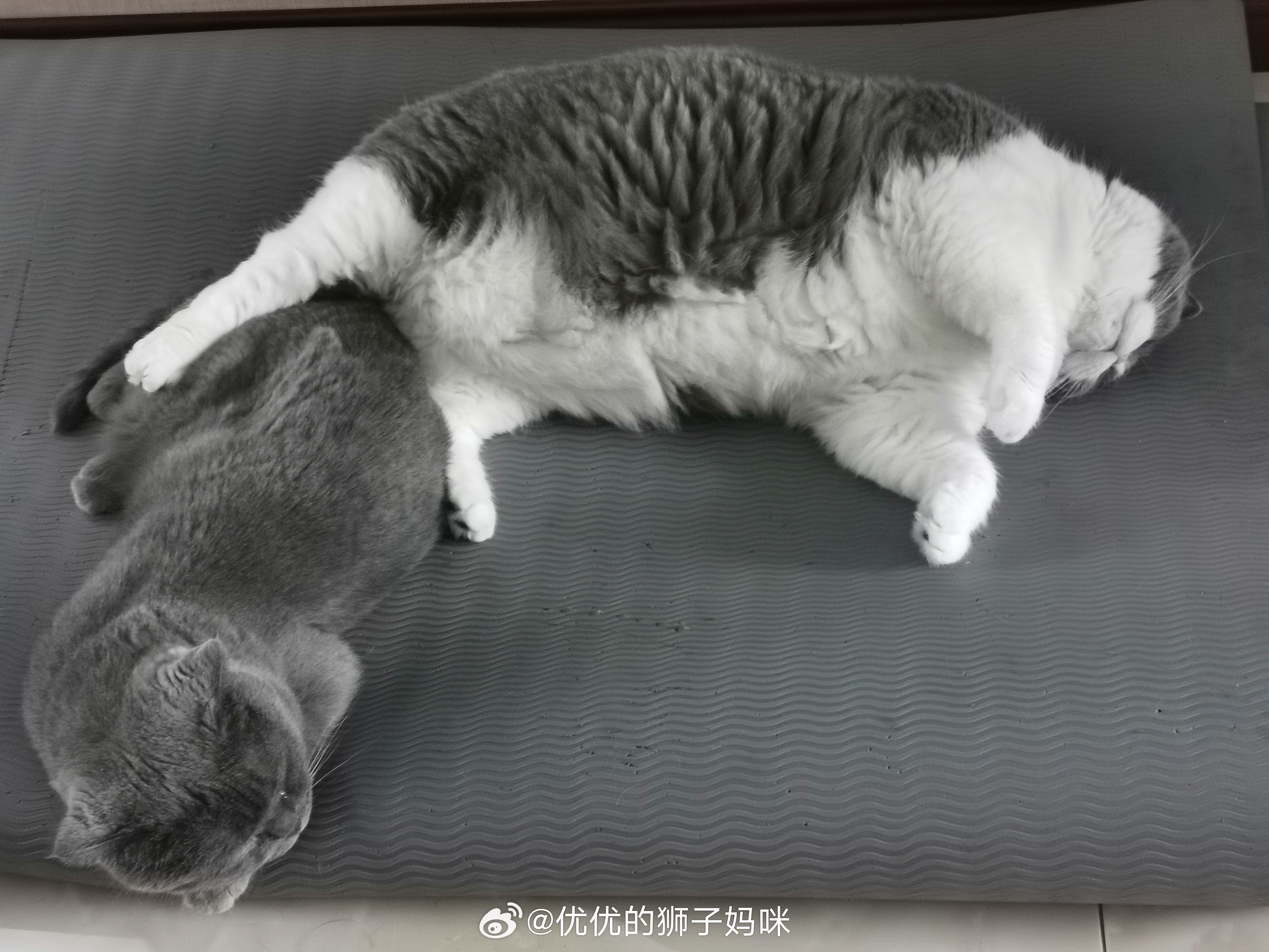 瑜伽垫已经被我家两只猫抓得伤痕累累，惨不忍睹了！不过这俩小家伙睡觉的时候超可爱，