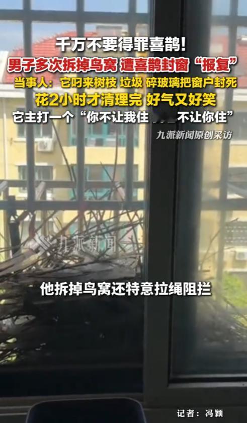 4月30日报道，山东青岛，男子多次拆鸟窝遭喜鹊封窗报复 ：它叼来树枝、垃圾、碎玻