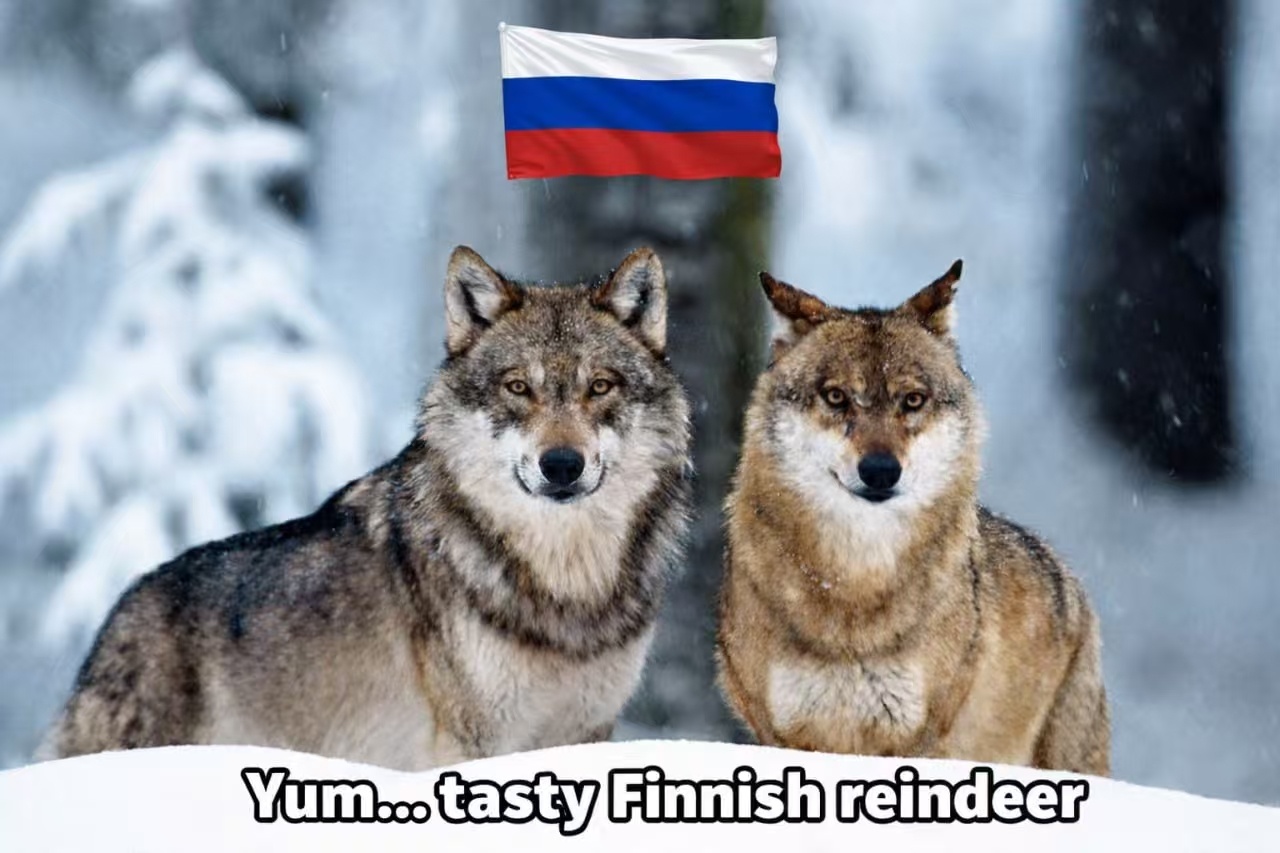 芬兰驯鹿牧民和有关部门记录显示，2025年狼群对驯鹿的攻击急剧增加，狼群共杀死约