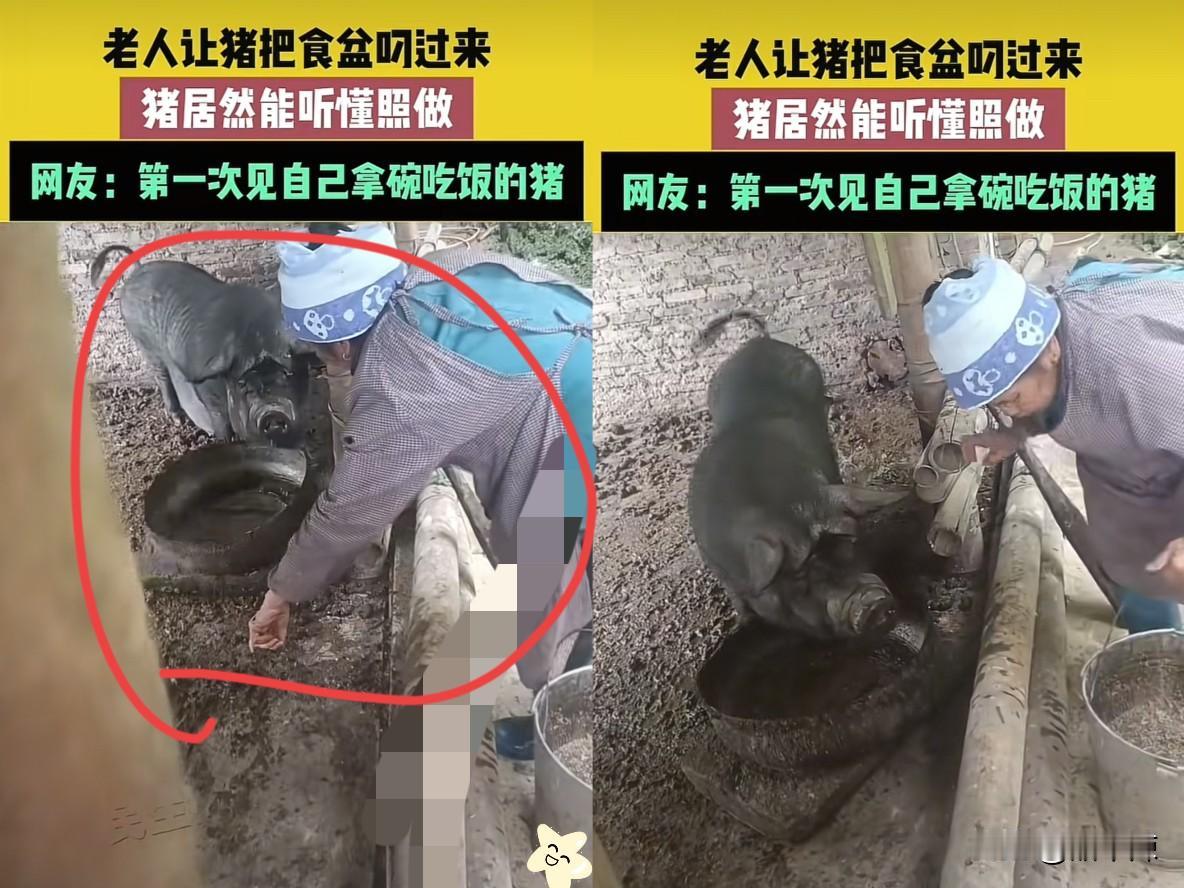 太有灵性了！贵州一老奶奶喂猪时，发现够不着猪圈里的食盆，随口吆喝让黑猪把盆叼过来