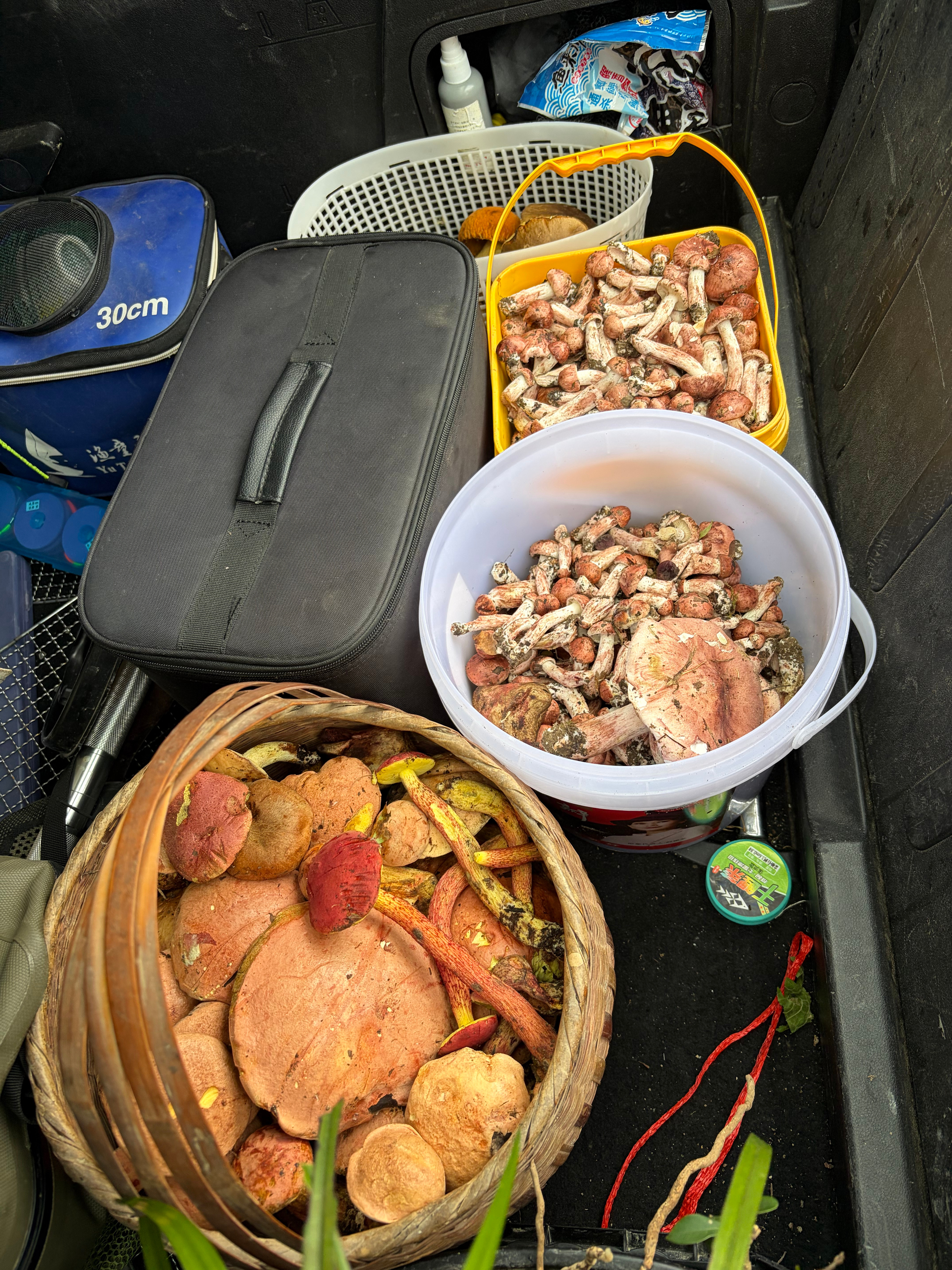 年假休完了，整整九天，白天在深山里捡菌子，晚上喝酒。维哥一家约我捡菌，他丈母娘特