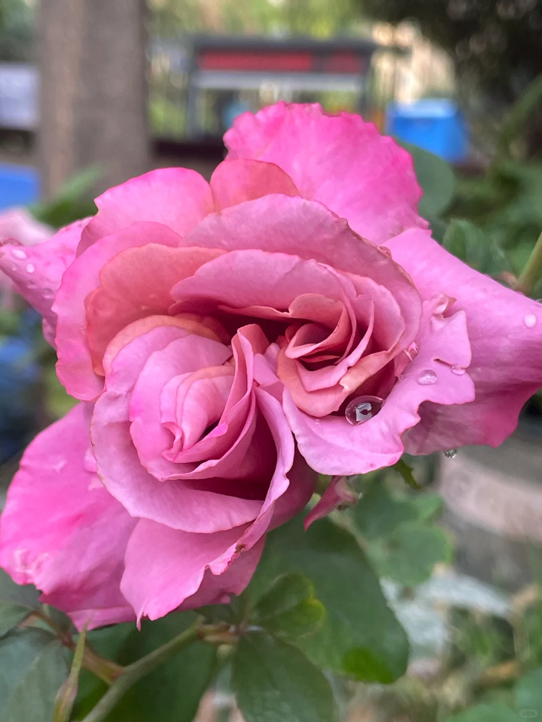 老公出轨了怎么办。