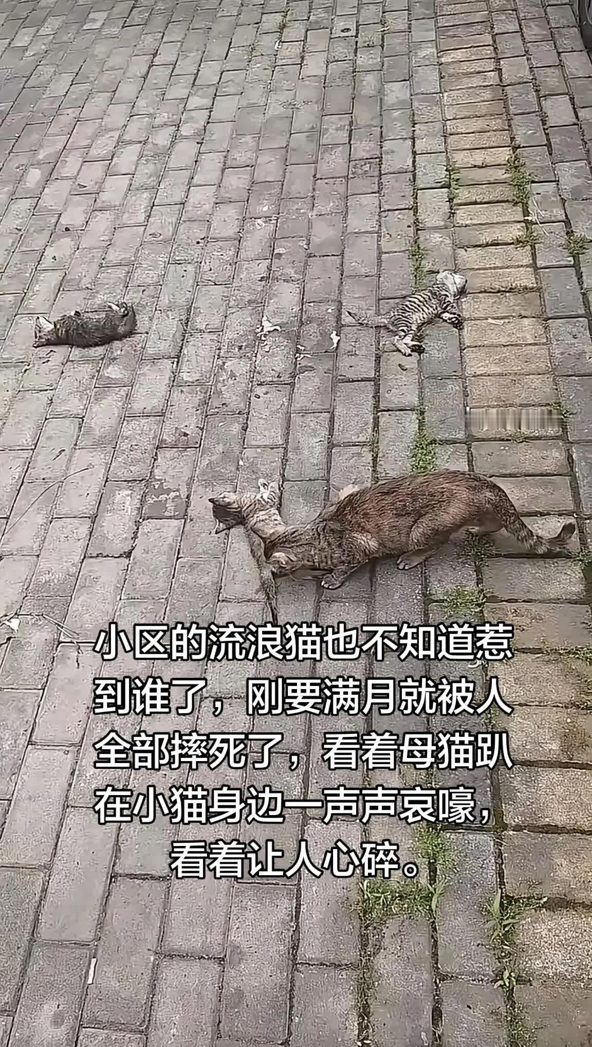 小区的流浪猫也不知道惹到谁了，刚要满月就。小区的流浪猫也不知道惹到谁了，刚要满月