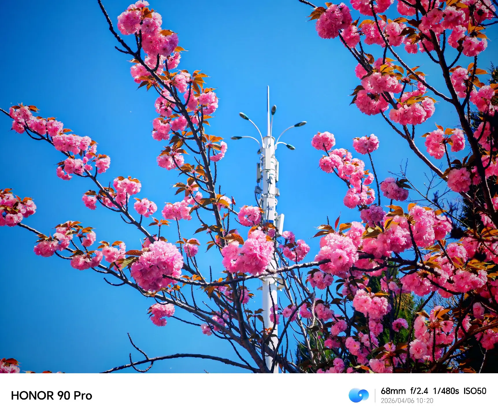 园子大，校园美，花儿红，景很美。