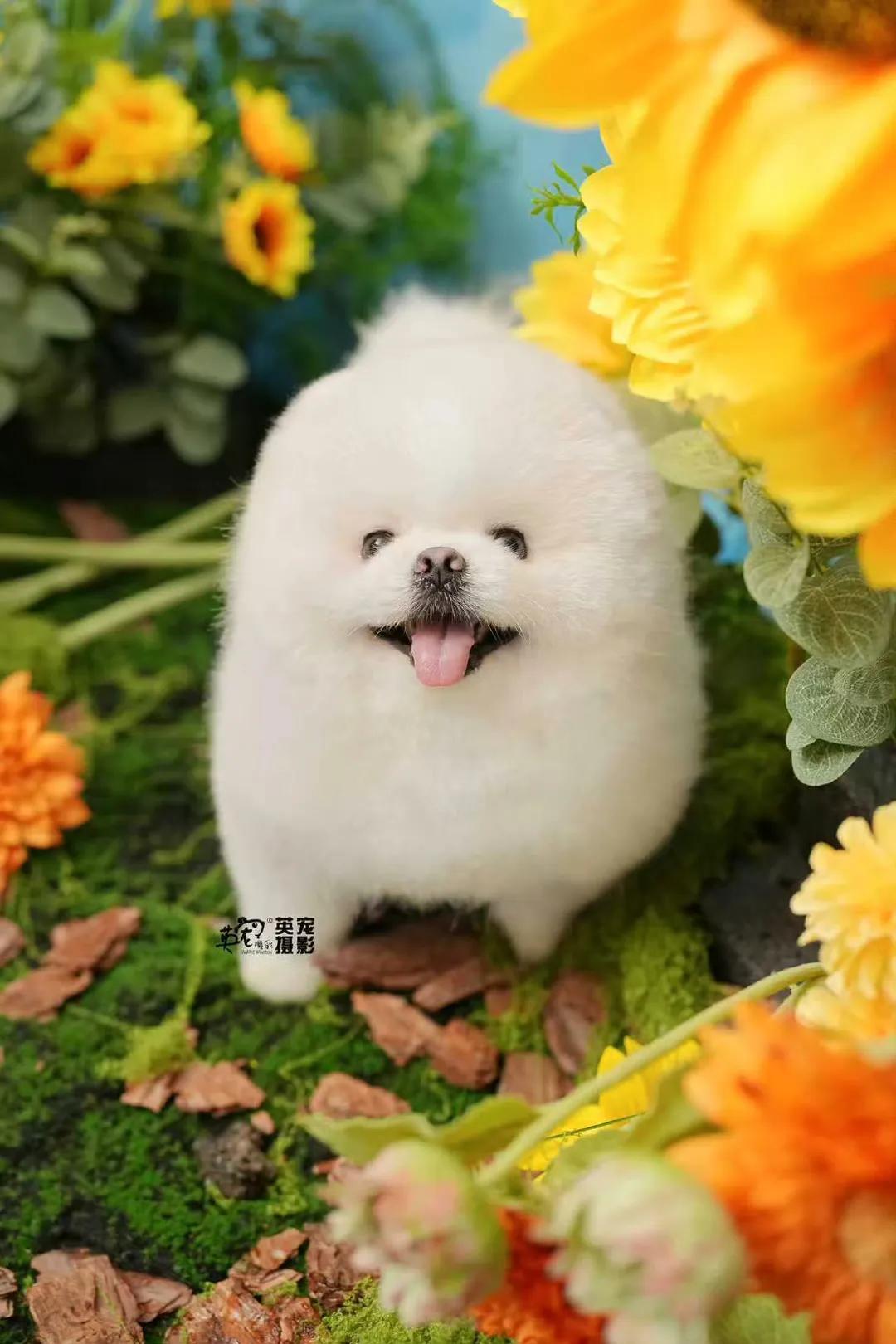 宝宝～～
今天你出门忘记带小耳朵啦
我都没拍到，下次来记得带上，我给你拍昂🥳