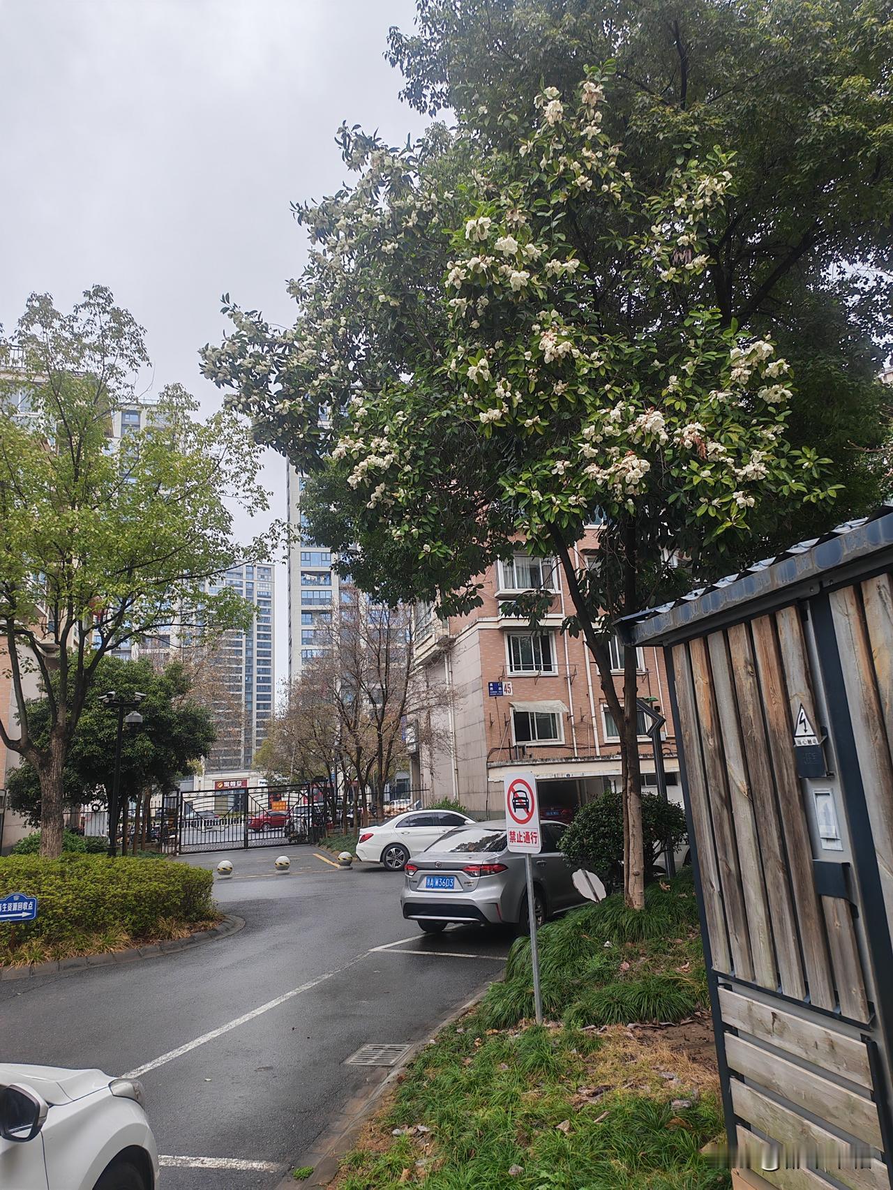 图三至少是两个品种，左边这棵树也是常绿树，叶片胶质感很强，一年会开几次花。右边这