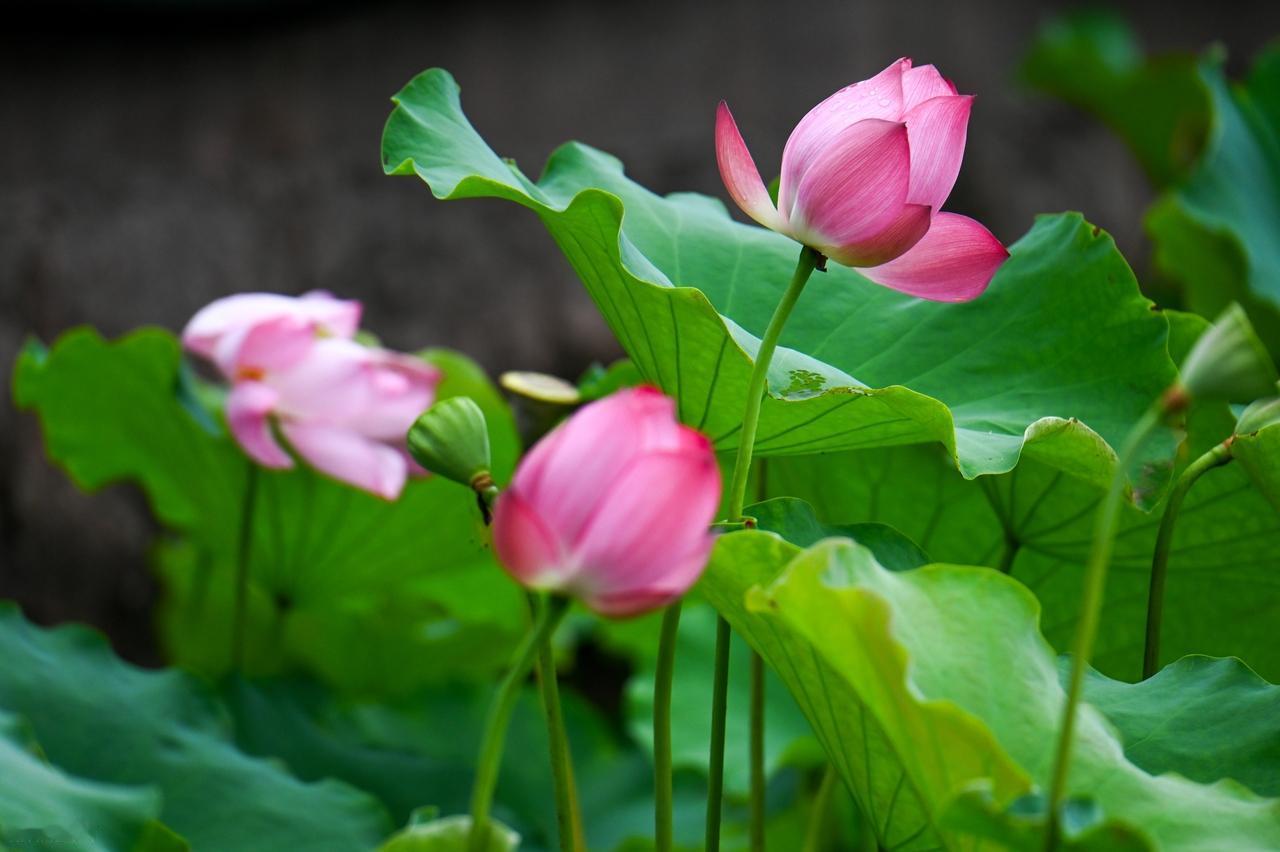 人生有成就有败，有聚就有散，没有谁能得天独厚，一手遮天。努力生存在红尘中，却能无