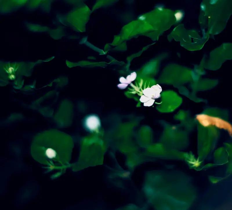 下联：月明月暗月有情，请对上联花浓花淡花无意；