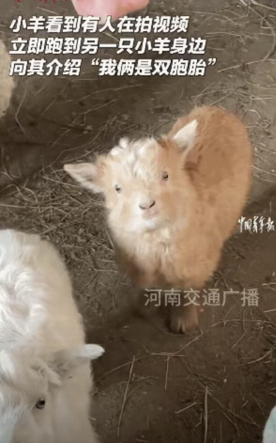 内蒙古一名女子去羊卷里看羊，拿起手机拍摄一只小羊时，小羊看了看她随后立即走到另外