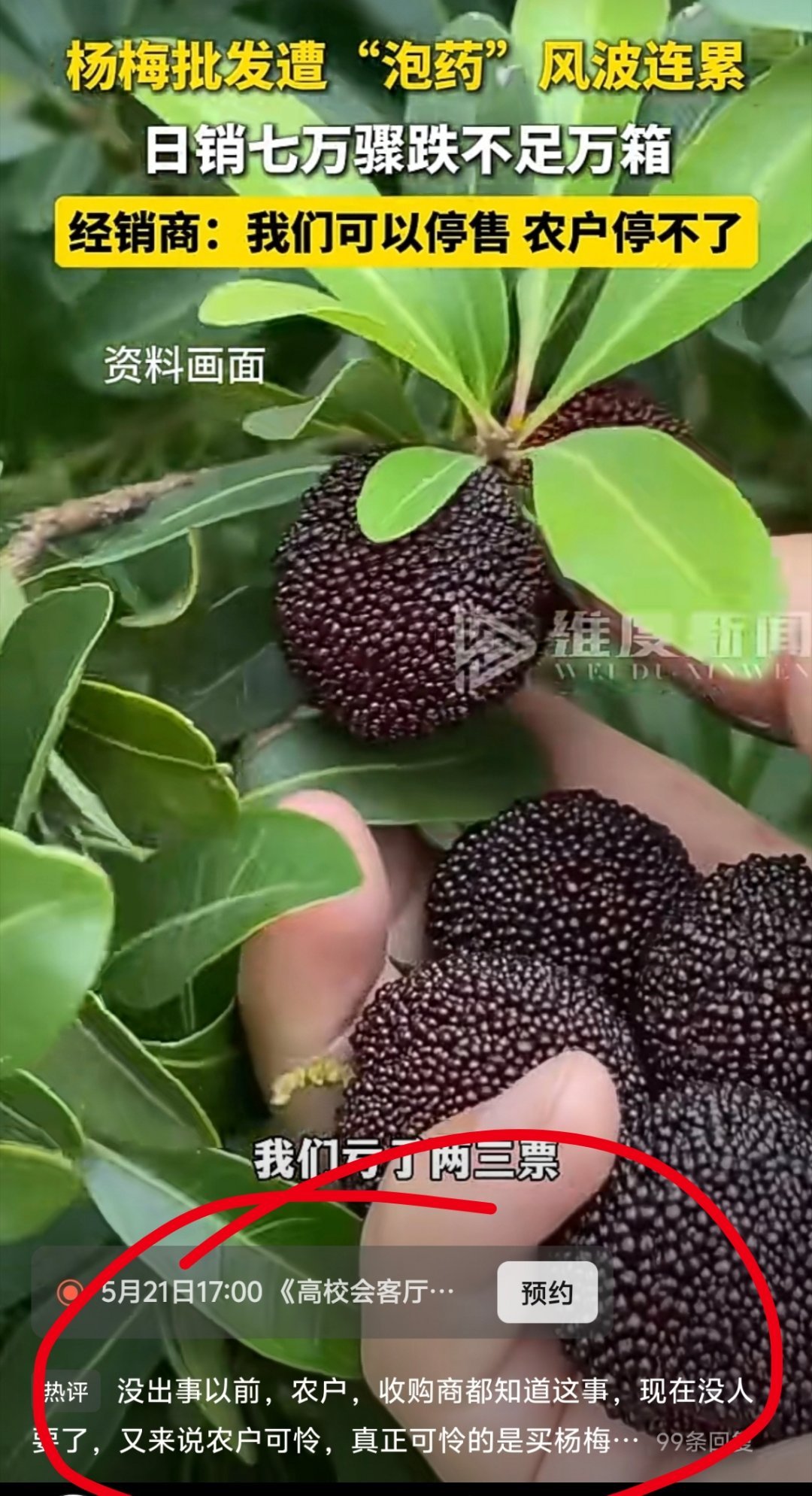 #杨梅协会会长恳求消费者给果农生路# 关于杨梅事件，本来我是没那么的受触动的。但