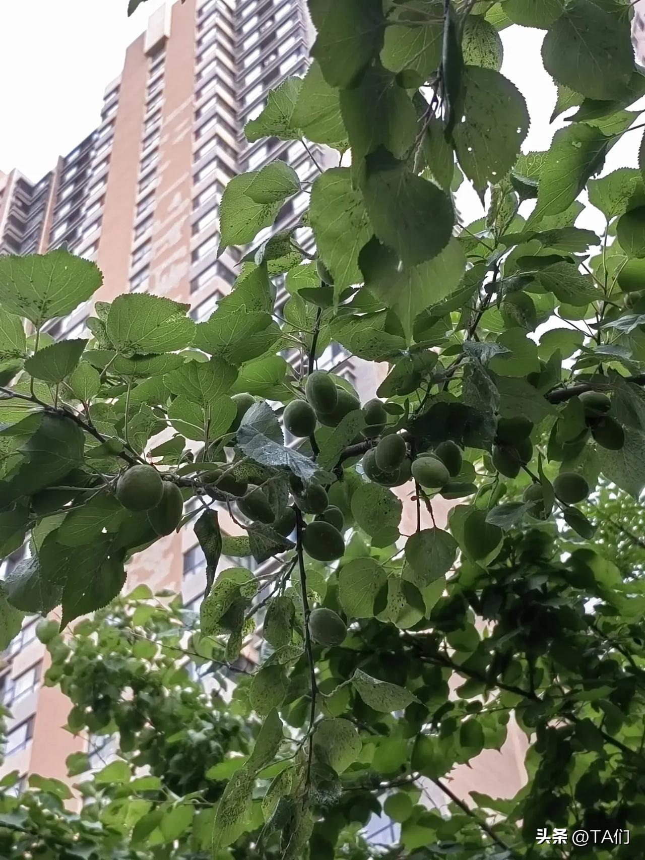 连续多天35度以上，太原不是避暑胜地吗？怎么最近几年越来越热了？现在哪里比较凉快