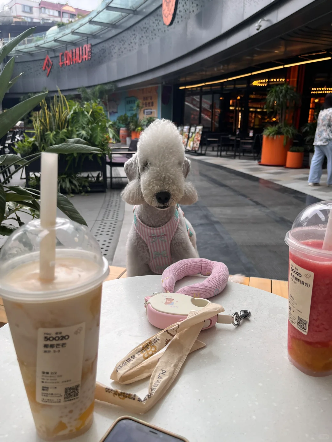 小狗再就业：奶茶搭子