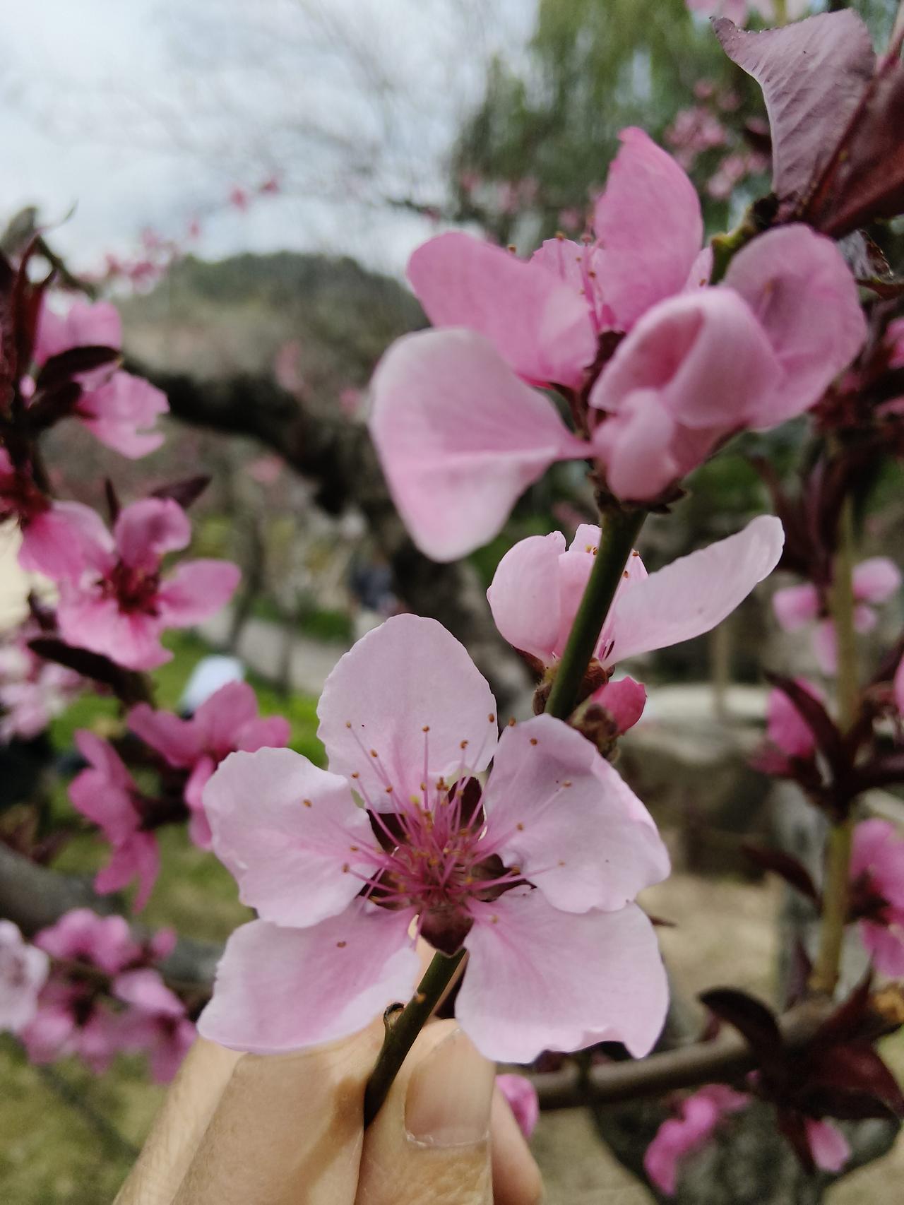 如果想喜欢赏花，五一劳动节之前抓紧来仁寿山公园赏花吧。

游览完毕饿了以后，仁寿