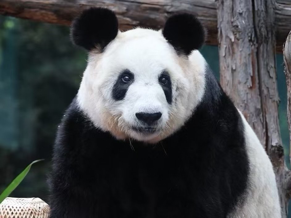 大胖丫的幸福小生活！[心][心][心]主打一个随心所欲[笑而不语][哈哈]丫丫的