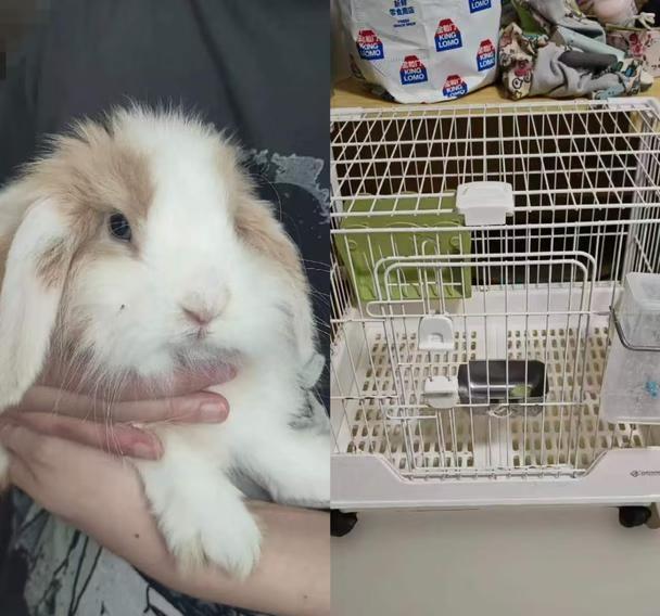 长沙岳麓找兔兔领养
长毛垂耳兔+达洋兔笼r71+送食碗 喂草架两个水壶+剩余兔粮