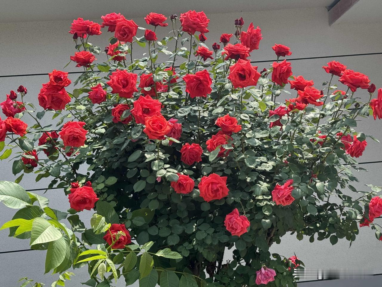 这就是我院里的月季，看看开的美不美？
院里种了两棵月季树，每年到现在的时候，就百